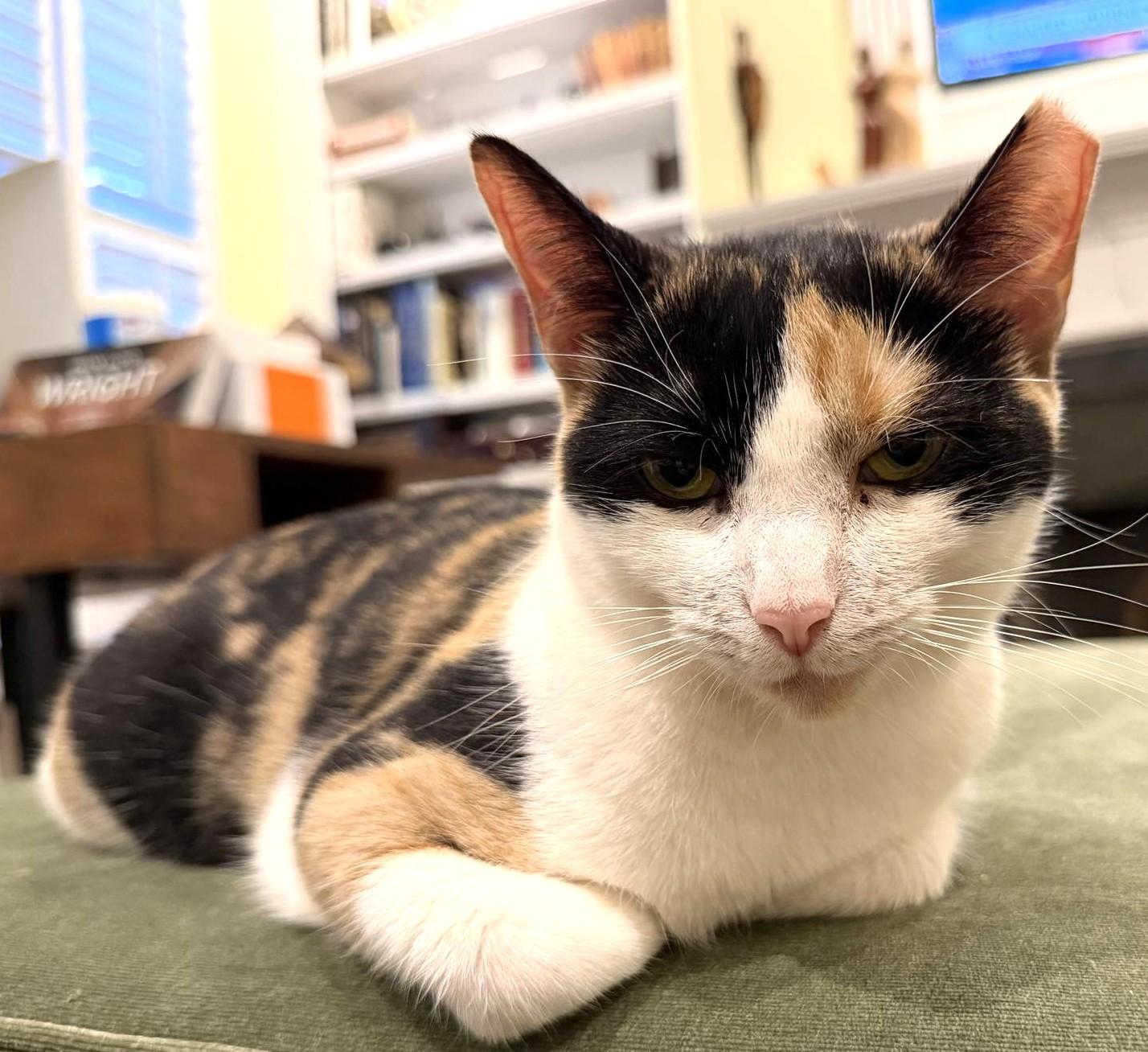 Enlarge Ophelia, a Adoptable Domestic Short Hair in Savannah, GA image 2/3
