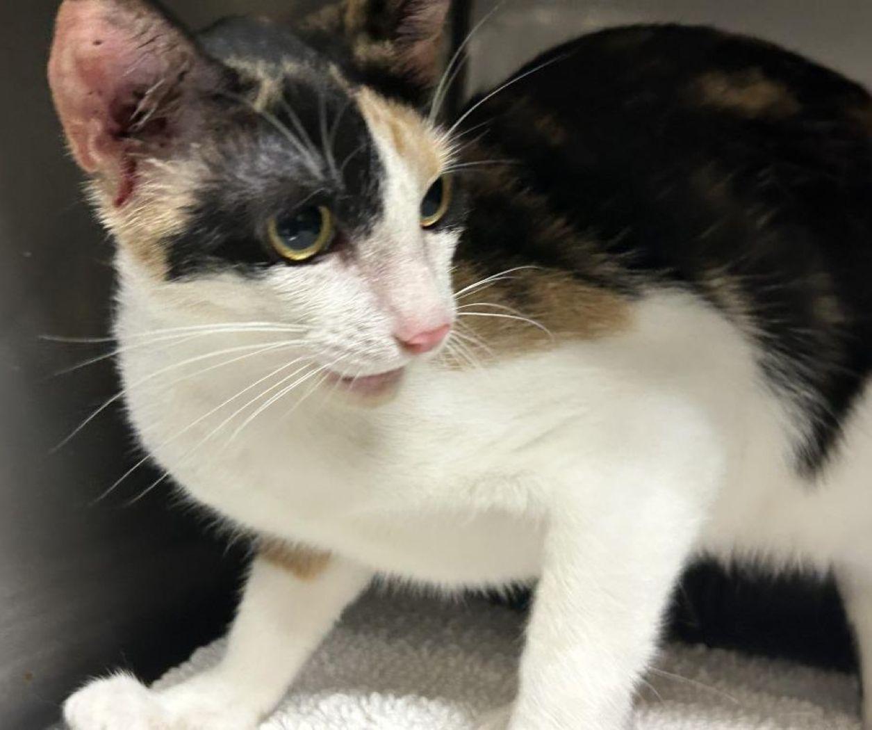 Enlarge Ophelia, a Adoptable Domestic Short Hair in Savannah, GA image 2/2