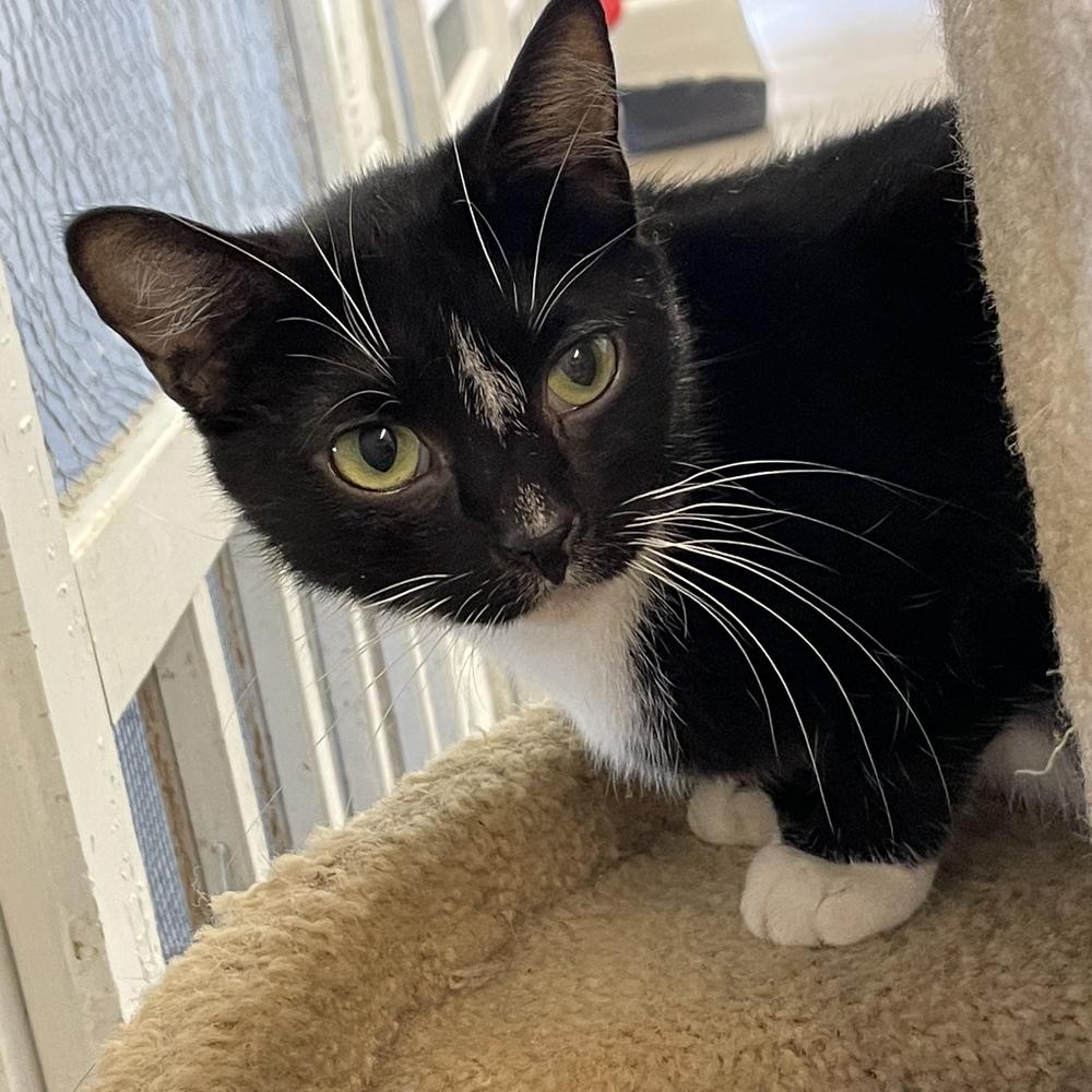 Harmony, Adoptable, Adult Female Domestic Short Hair.