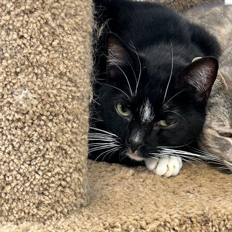 Enlarge Harmony, a Adoptable Domestic Short Hair in Ontario, CA image 2/3