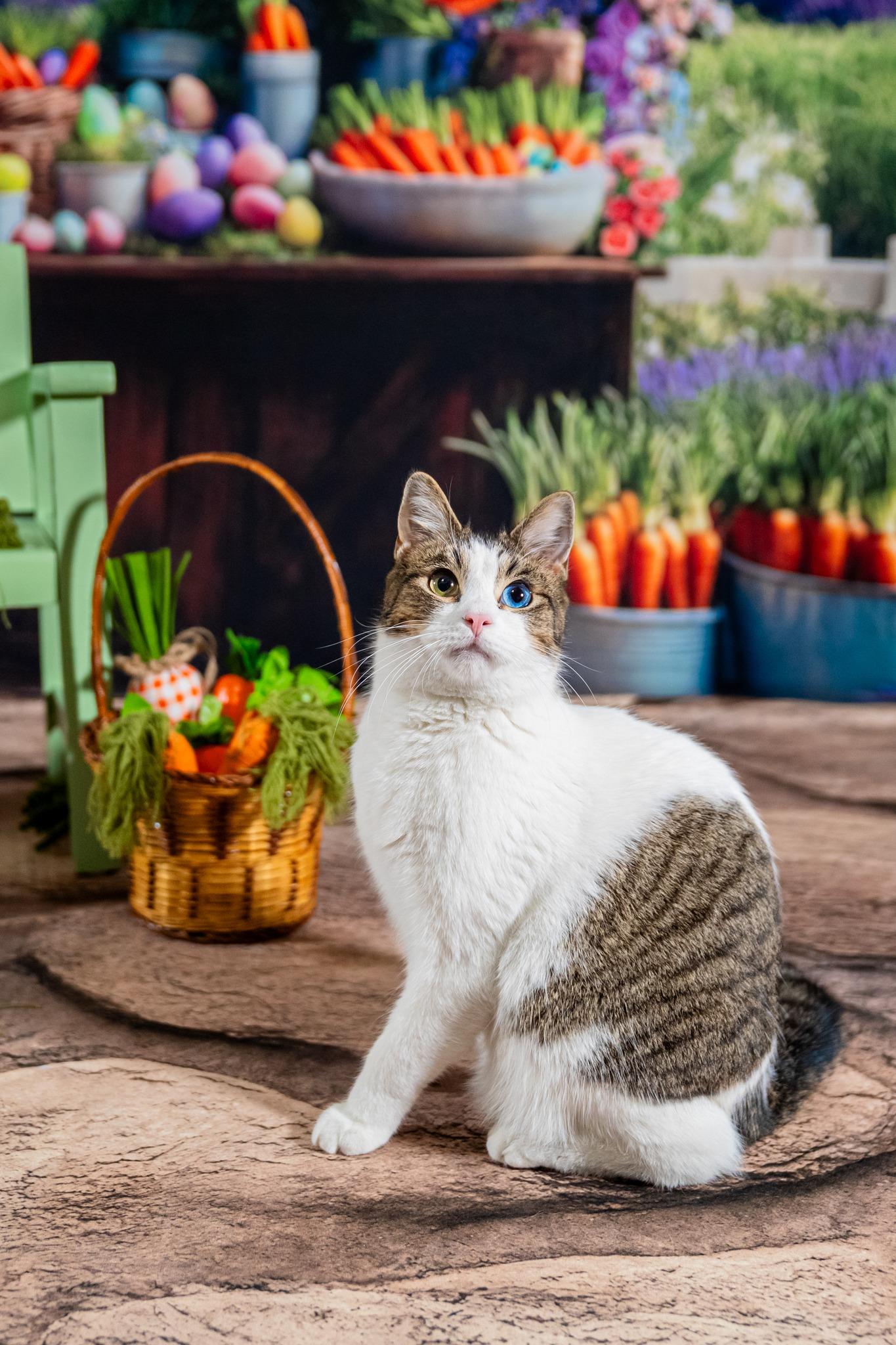 Enlarge Cecil Ray, an adopted Domestic Short Hair in Dellslow, WV image 1/4