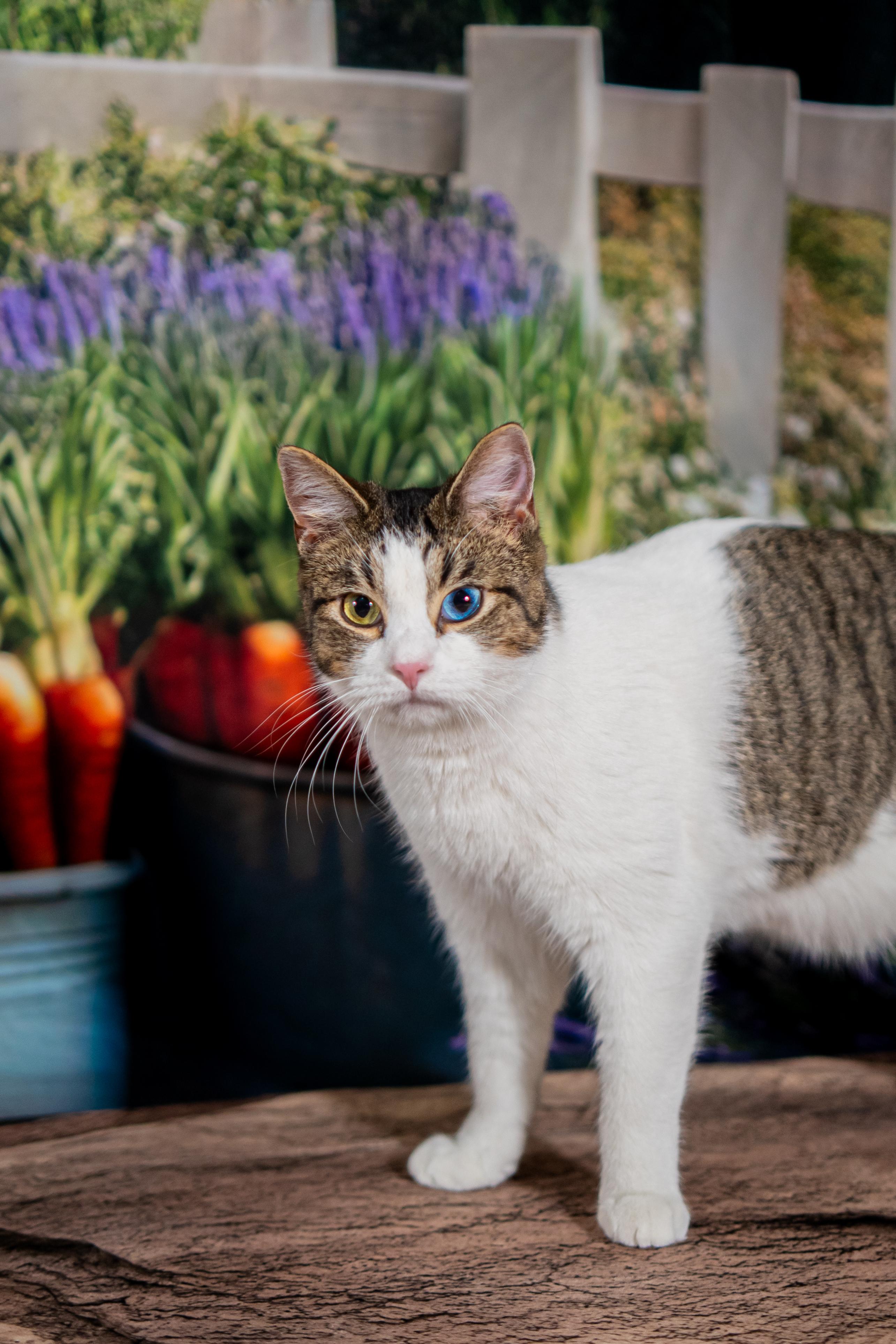 Enlarge Cecil Ray, an adopted Domestic Short Hair in Dellslow, WV image 2/4