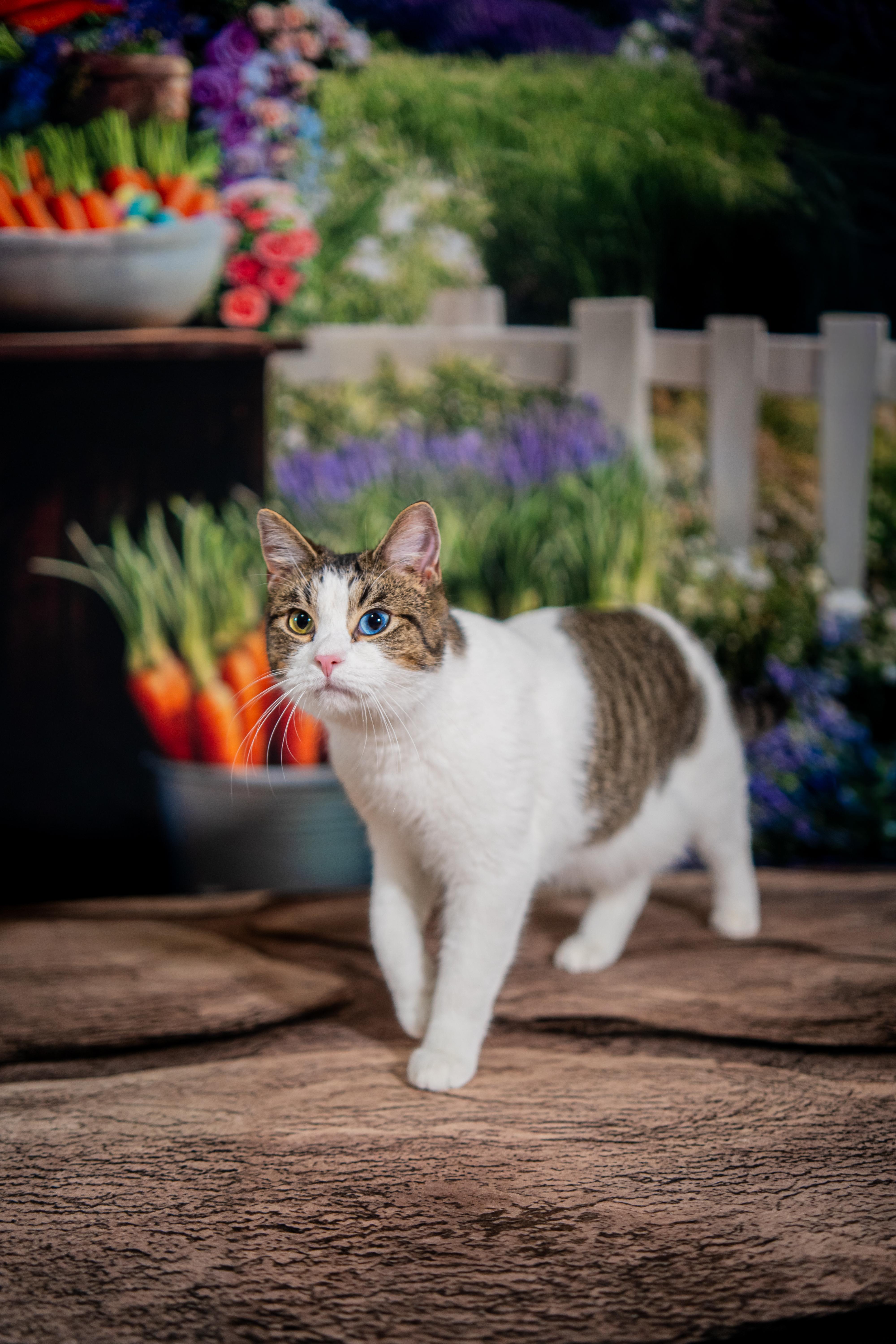 Enlarge Cecil Ray, an adopted Domestic Short Hair in Dellslow, WV image 4/4