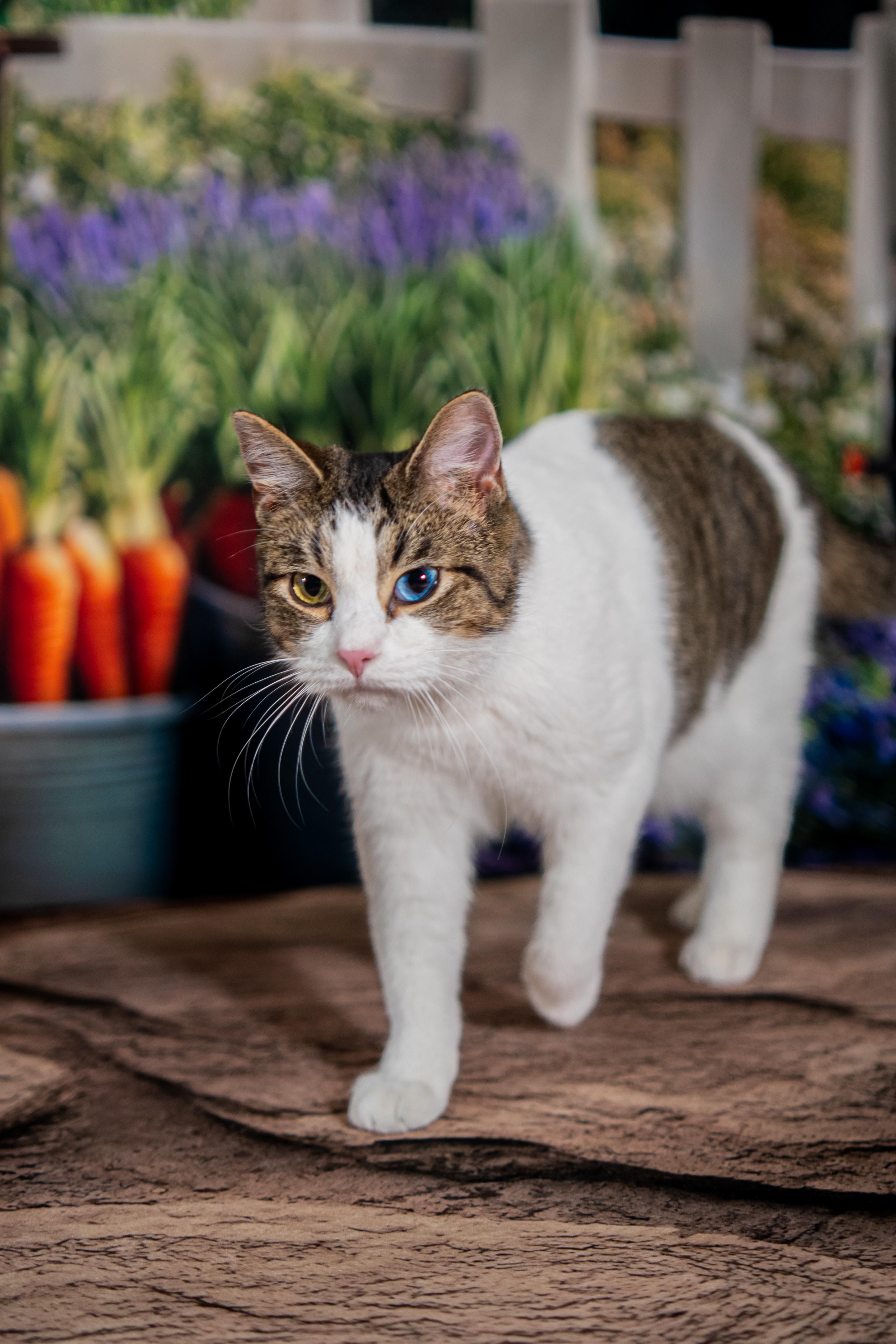 Enlarge Cecil Ray, an adopted Domestic Short Hair in Dellslow, WV image 3/4