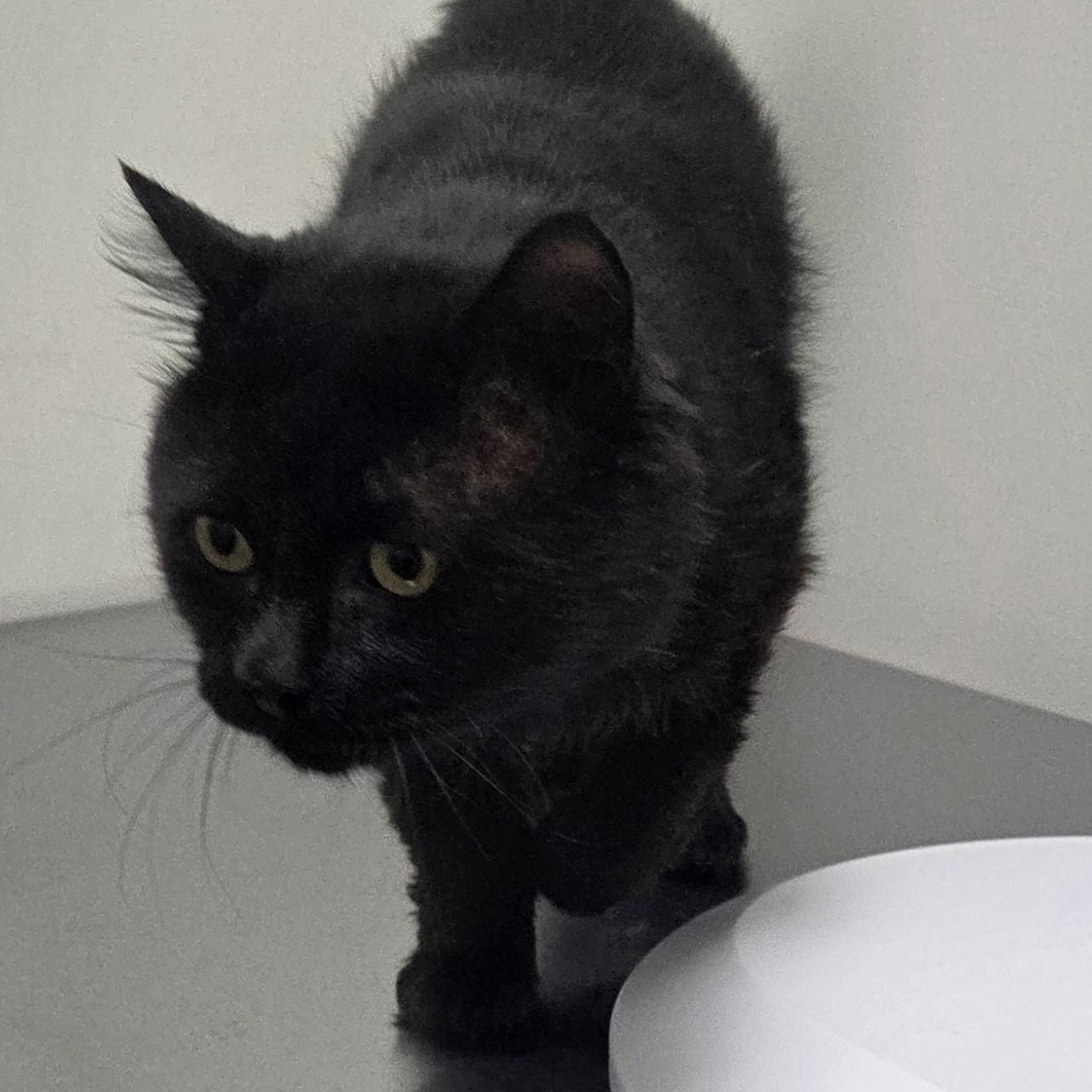 Enlarge Trick, a ADOPTABLE Domestic Medium Hair in SNOW HILL, NC image 2/2
