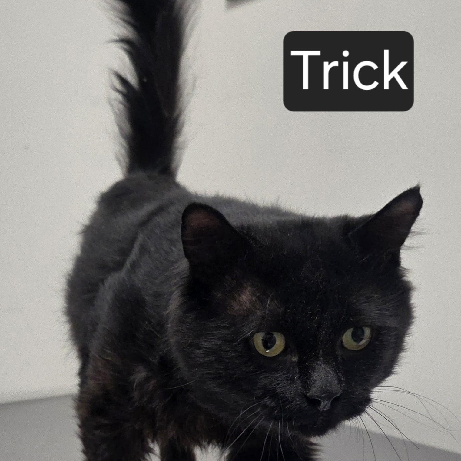 Trick, ADOPTABLE, Adult Male Domestic Medium Hair.
