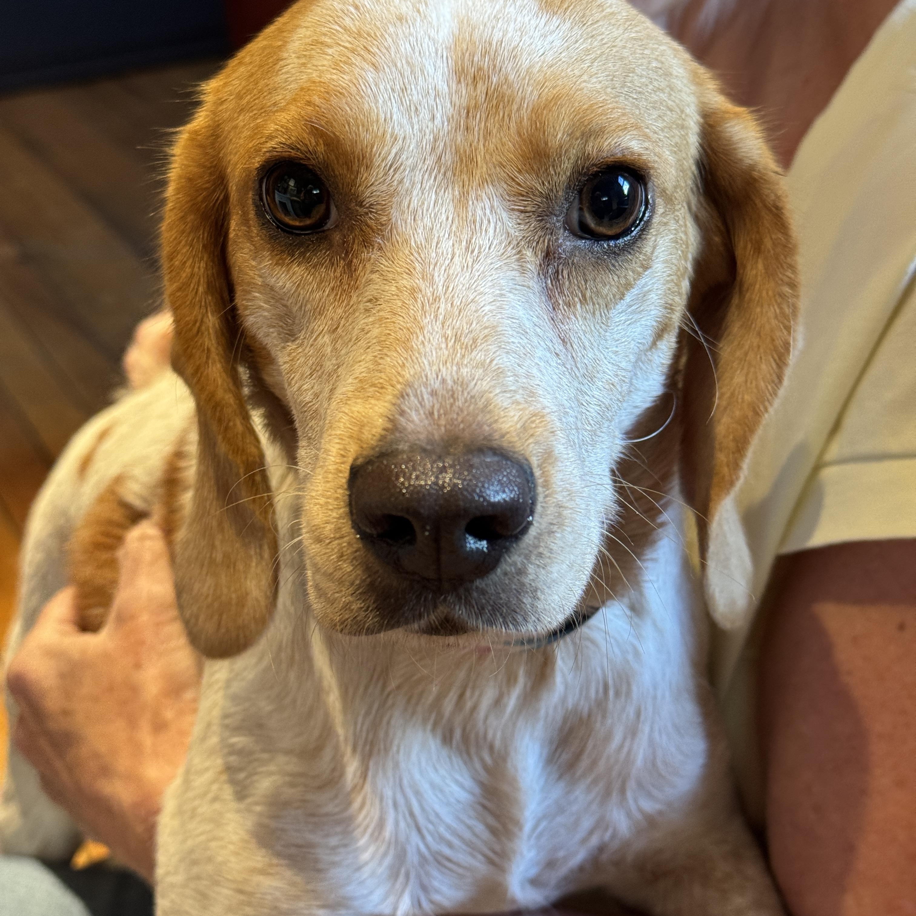 Enlarge Nelly, a ADOPTABLE Beagle in Sudbury, MA image 1/2