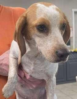 Enlarge Nelly, a ADOPTABLE Beagle in Sudbury, MA image 2/2