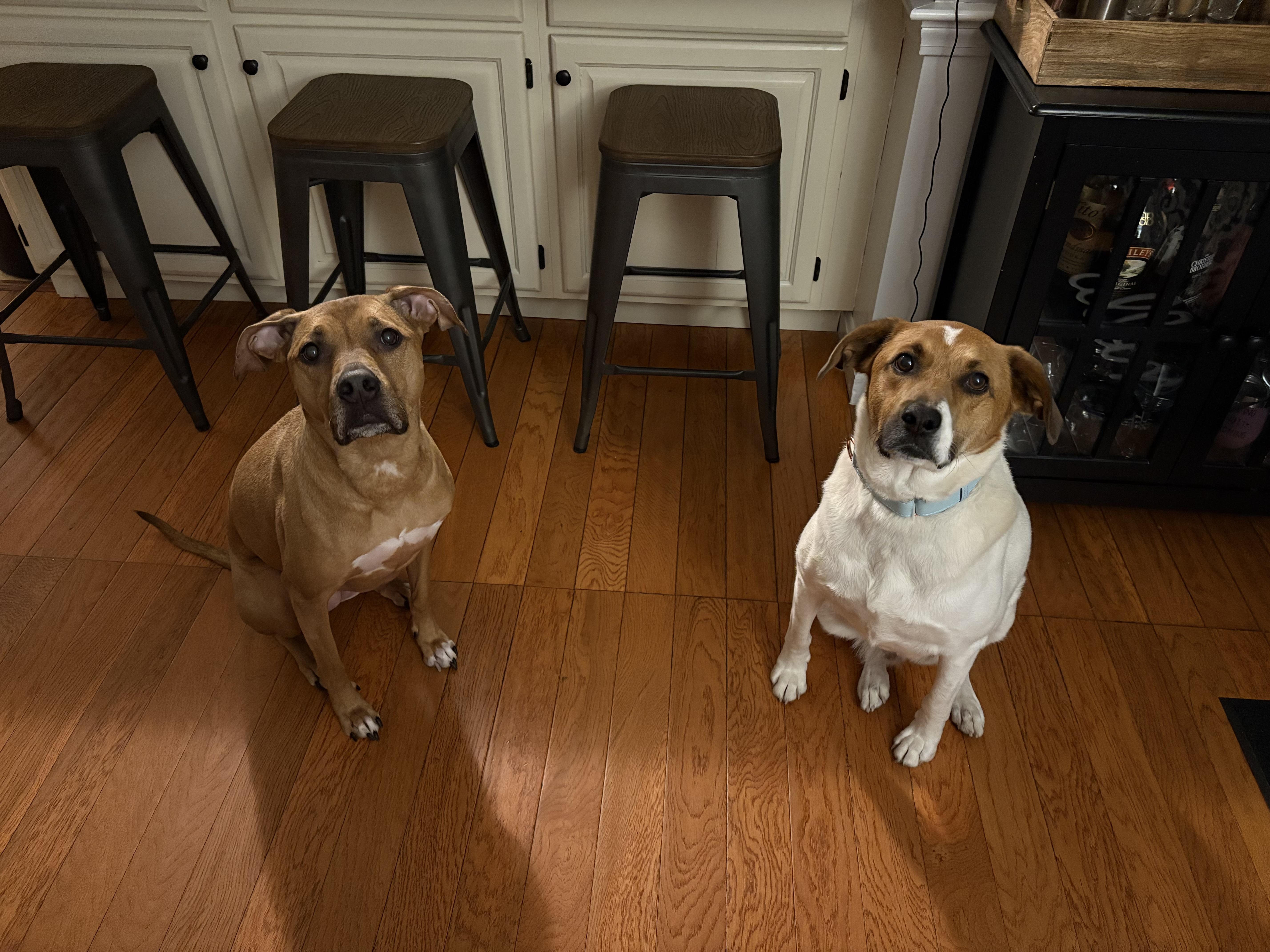 Daisy Josephine, a Adopted mixed breed in Chelmsford, MA image 1/6