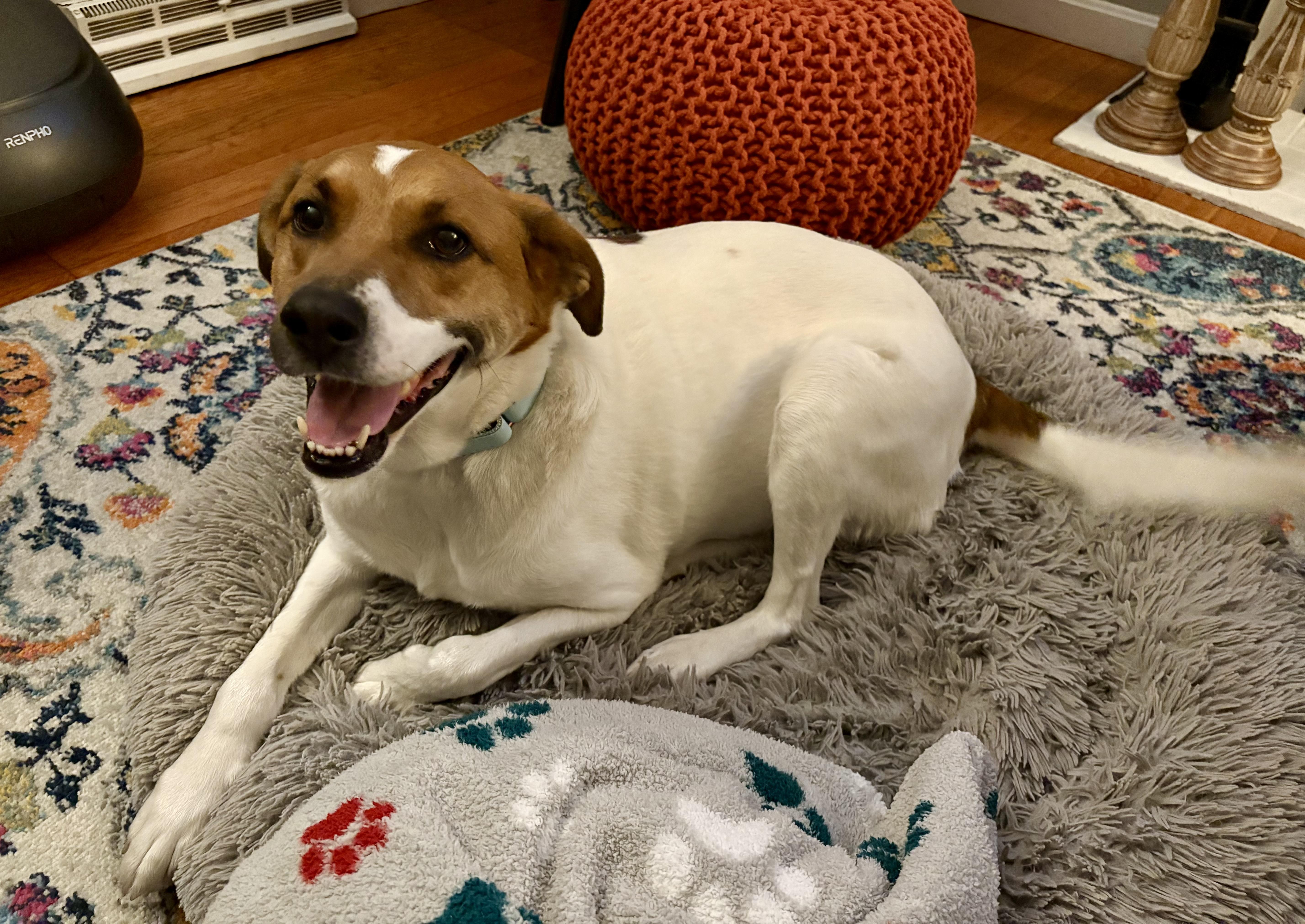 Daisy Josephine, a Adopted mixed breed in Chelmsford, MA image 2/6