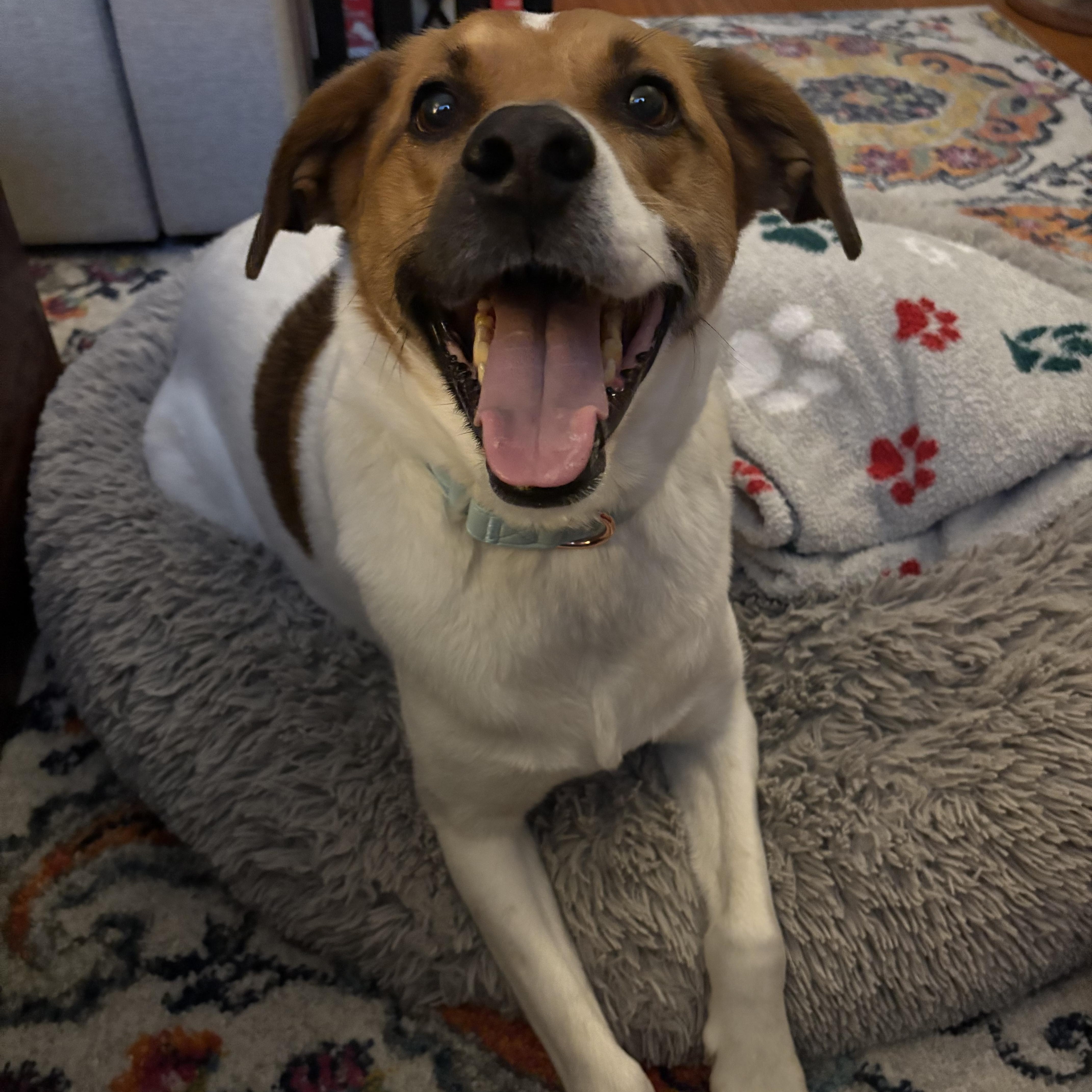 Daisy Josephine, a Adopted mixed breed in Chelmsford, MA image 3/6