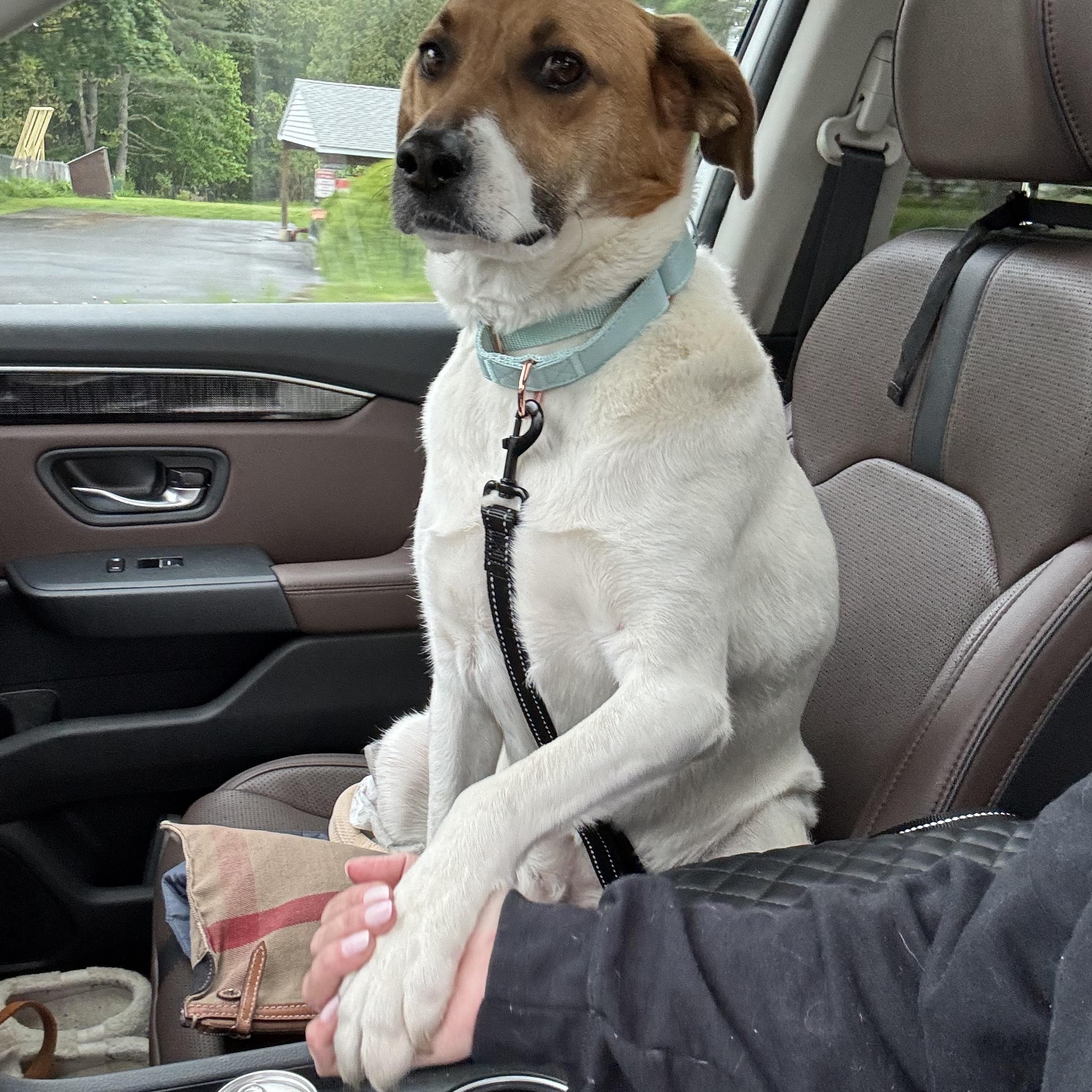 Daisy Josephine, a Adopted mixed breed in Chelmsford, MA image 4/6