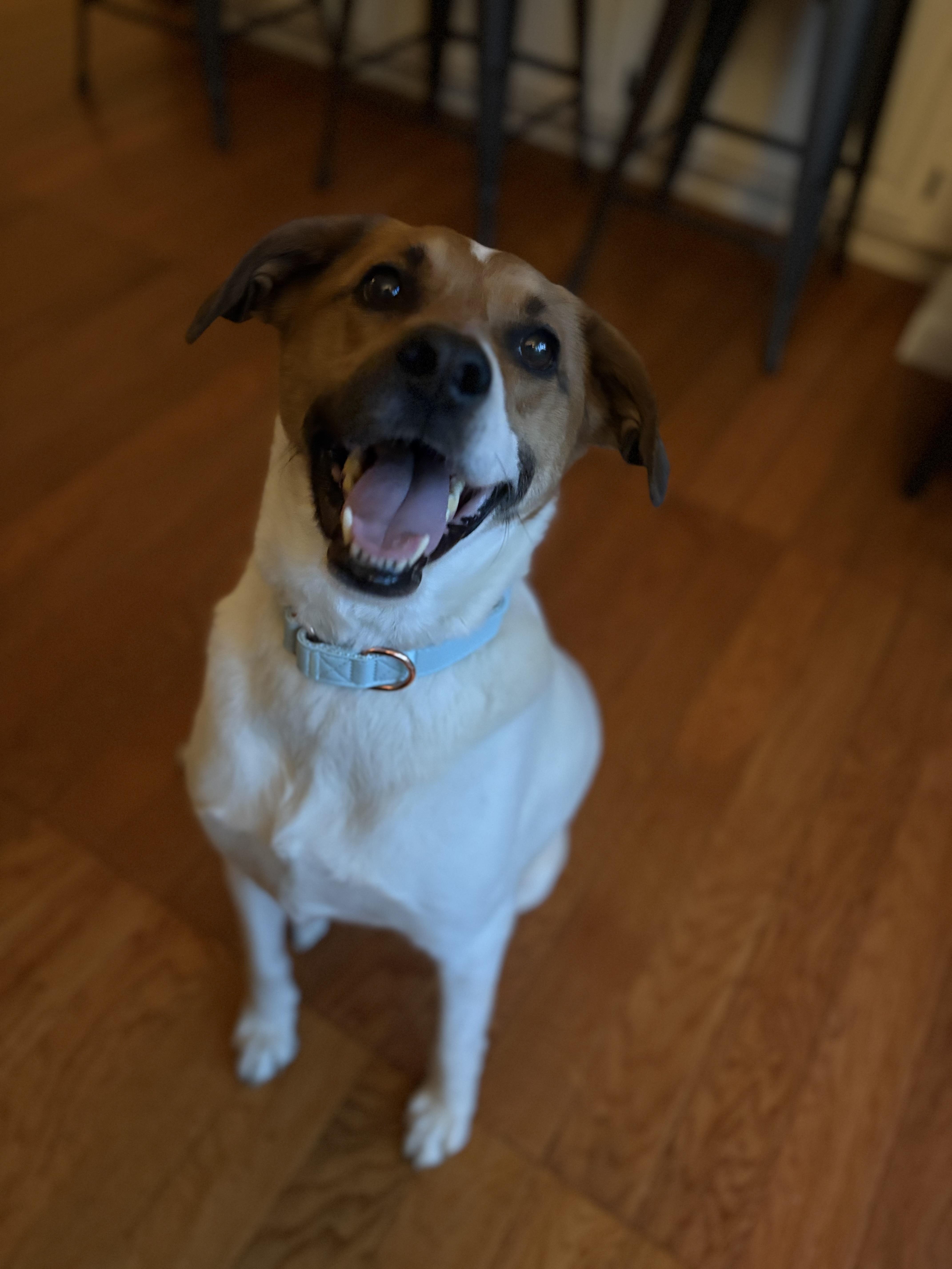 Daisy Josephine, a Adopted mixed breed in Chelmsford, MA image 5/6