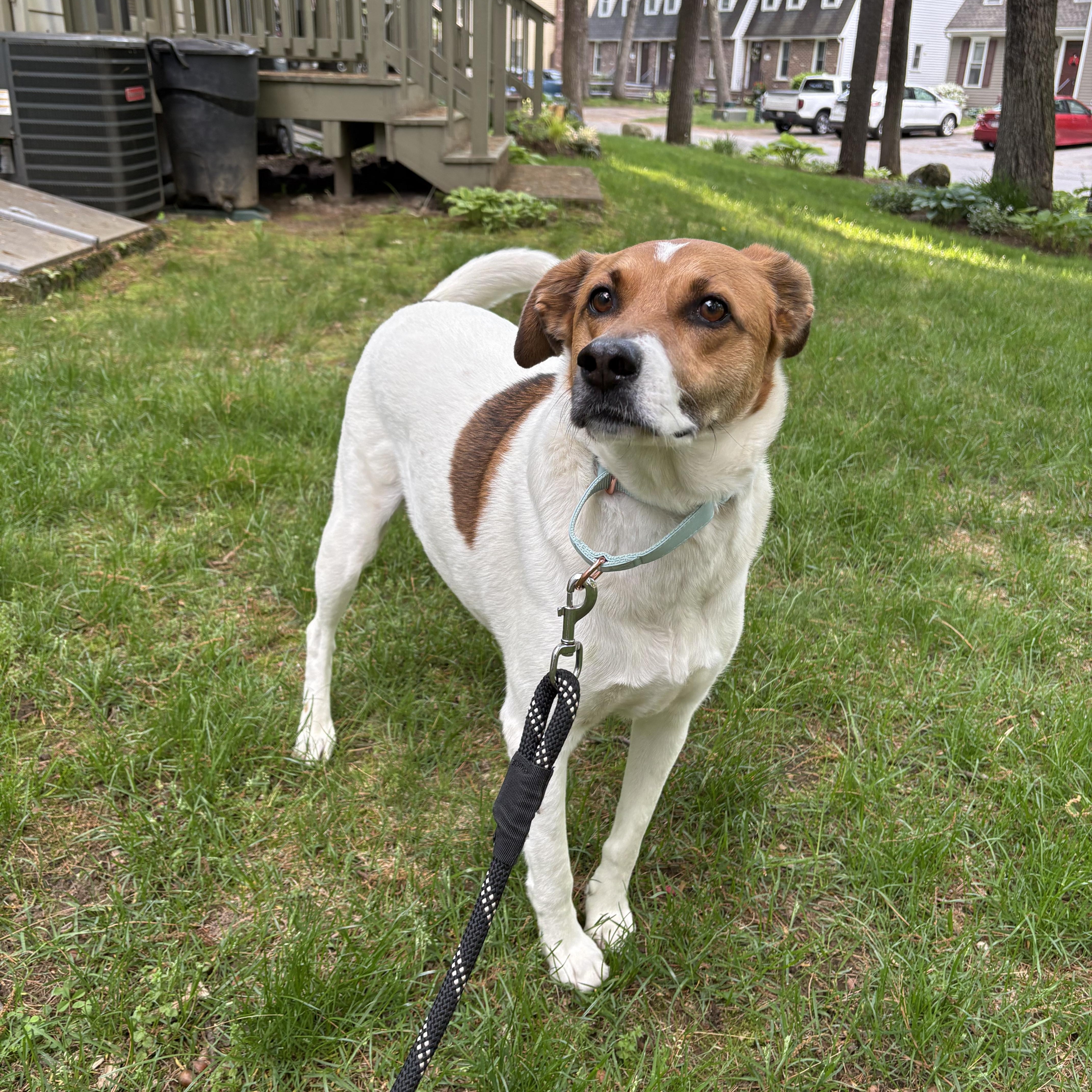 Daisy Josephine, a Adopted mixed breed in Chelmsford, MA image 6/6
