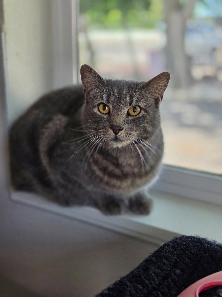 Enlarge Mia, a Adoptable Domestic Short Hair in Emmett, ID image 1/1