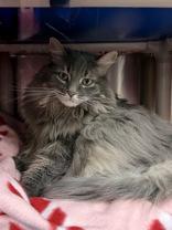 Nova, an adopted Domestic Long Hair in Whitby, ON image 2/3