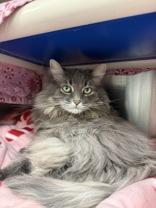 Nova, an adopted Domestic Long Hair in Whitby, ON image 1/3