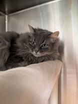Nova, an adopted Domestic Long Hair in Whitby, ON image 3/3