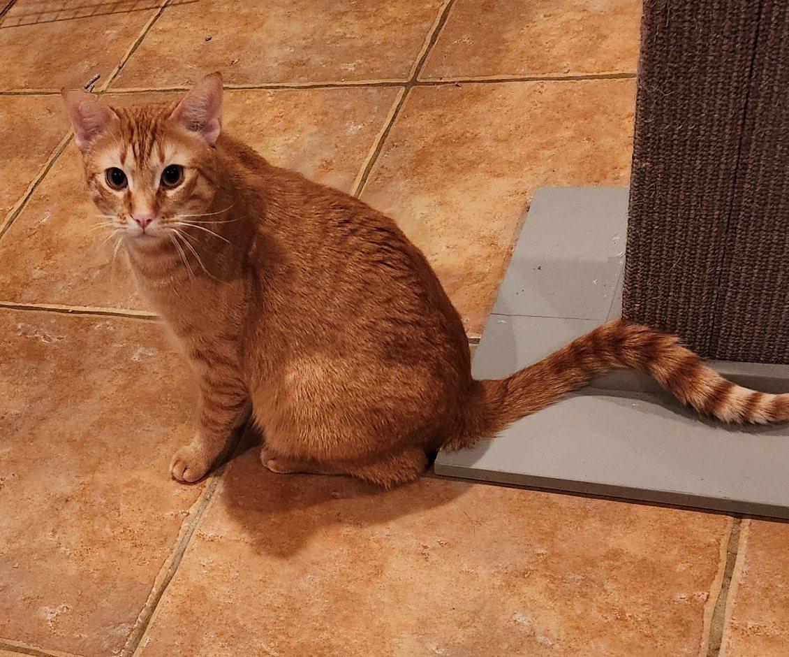 Mac (and cheese), Adoptable, Adult Male Tabby.