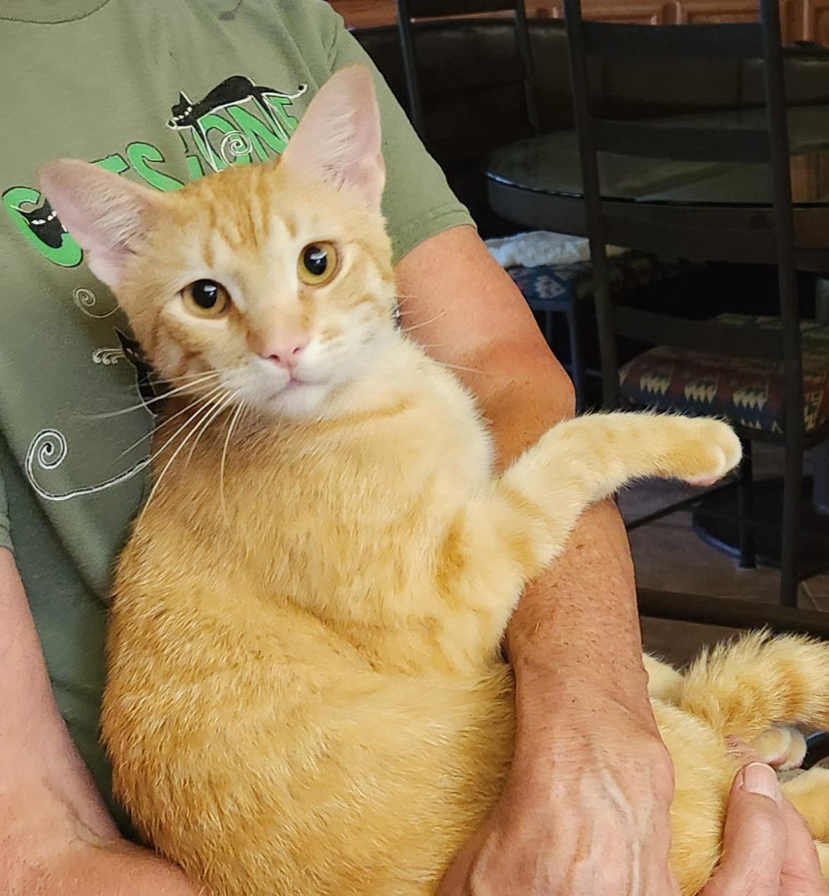 Mac (and cheese), a Adoptable Tabby image 2/6