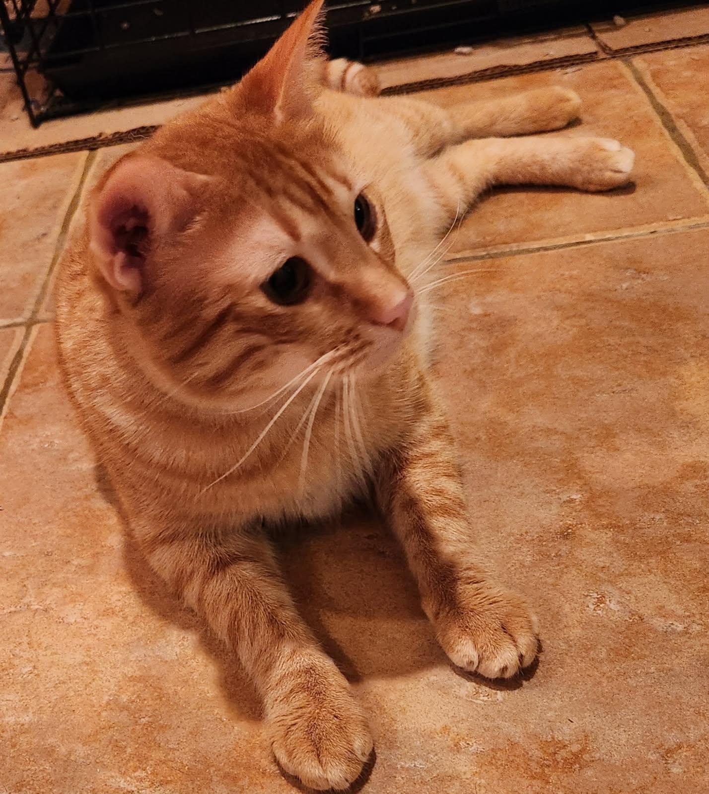 Mac (and cheese), a Adoptable Tabby image 3/6