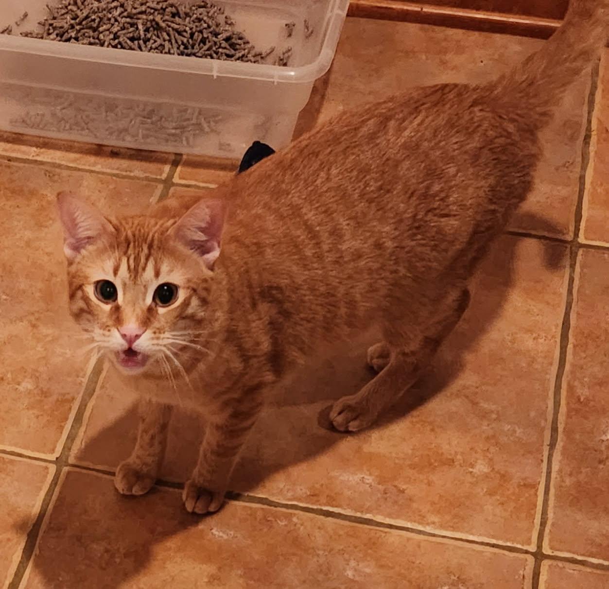 Mac (and cheese), a Adoptable Tabby image 4/6