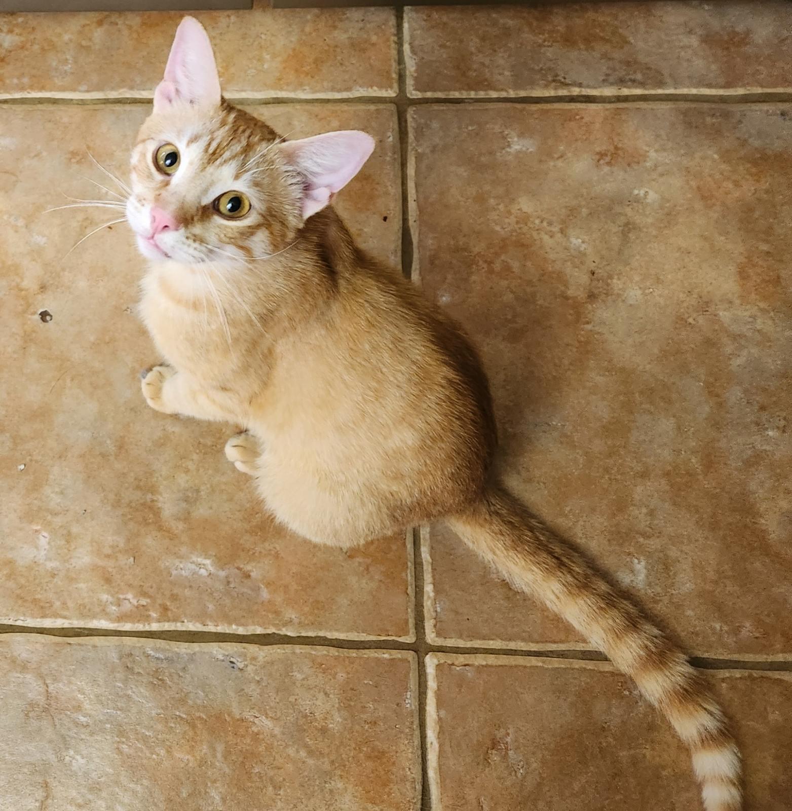 Mac (and cheese), a Adoptable Tabby image 5/6
