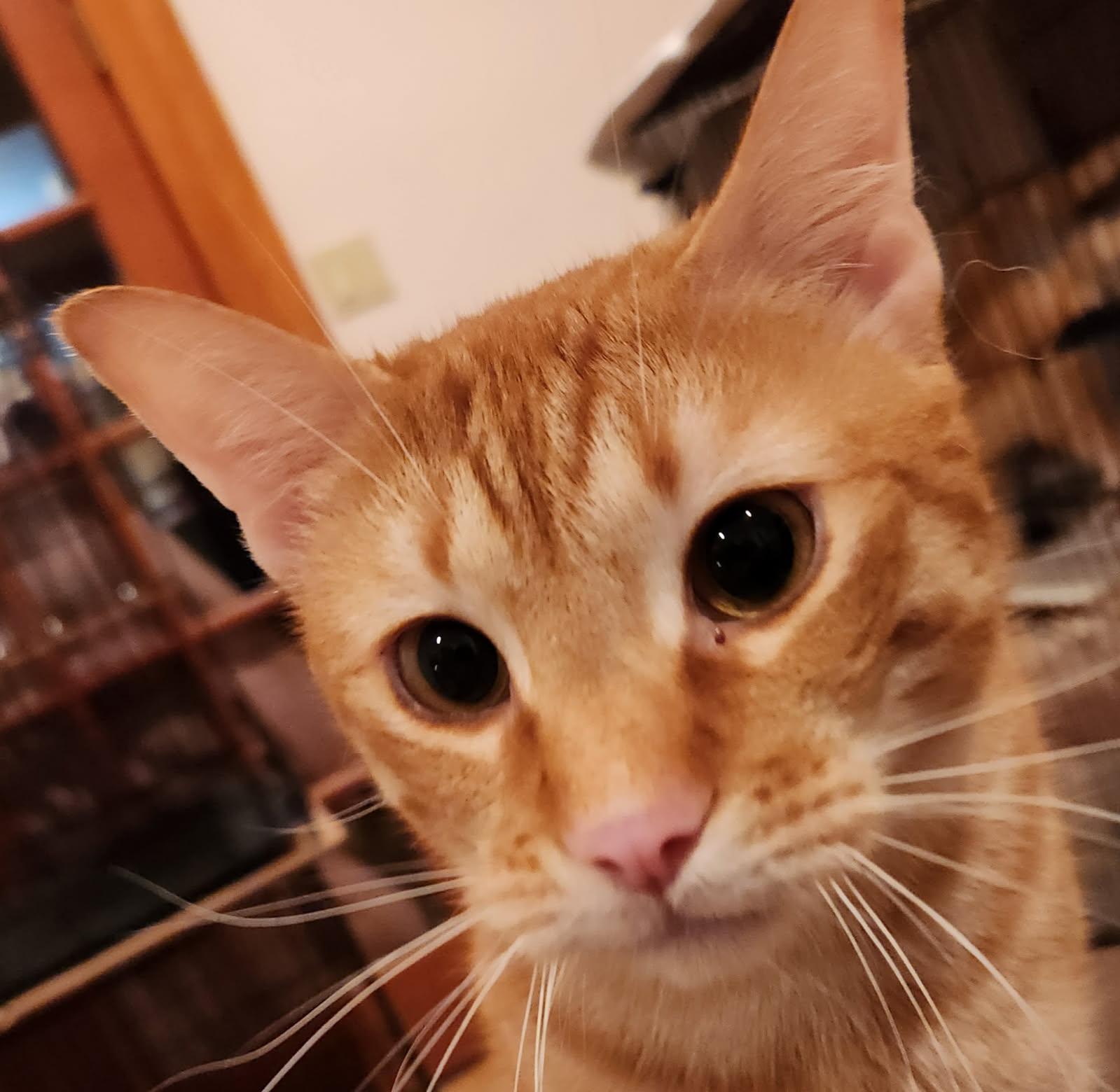 Mac (and cheese), Adoptable, Adult Male Tabby.