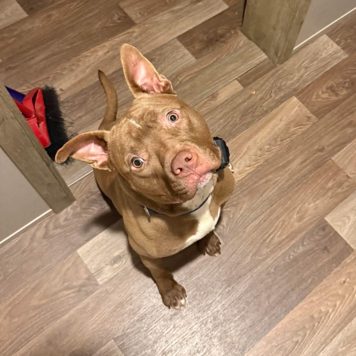 Jericho, Adoptable, Young Male American Bully.