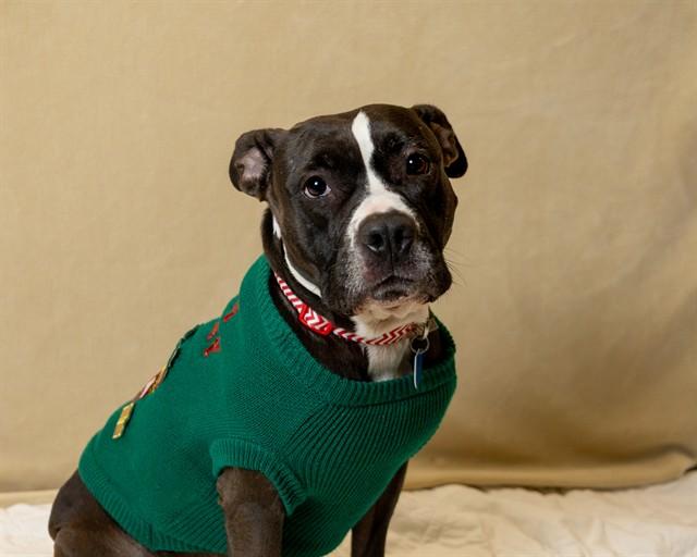 TACO, Adoptable, Adult Female Pit Bull Terrier & Mixed Breed.