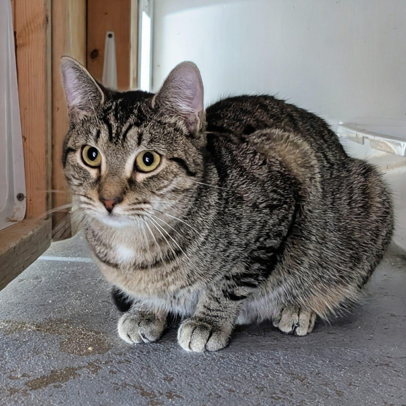 Enlarge Brushy @ Fat Cat Cafe, a ADOPTABLE Domestic Short Hair in Tallahassee, FL image 1/1