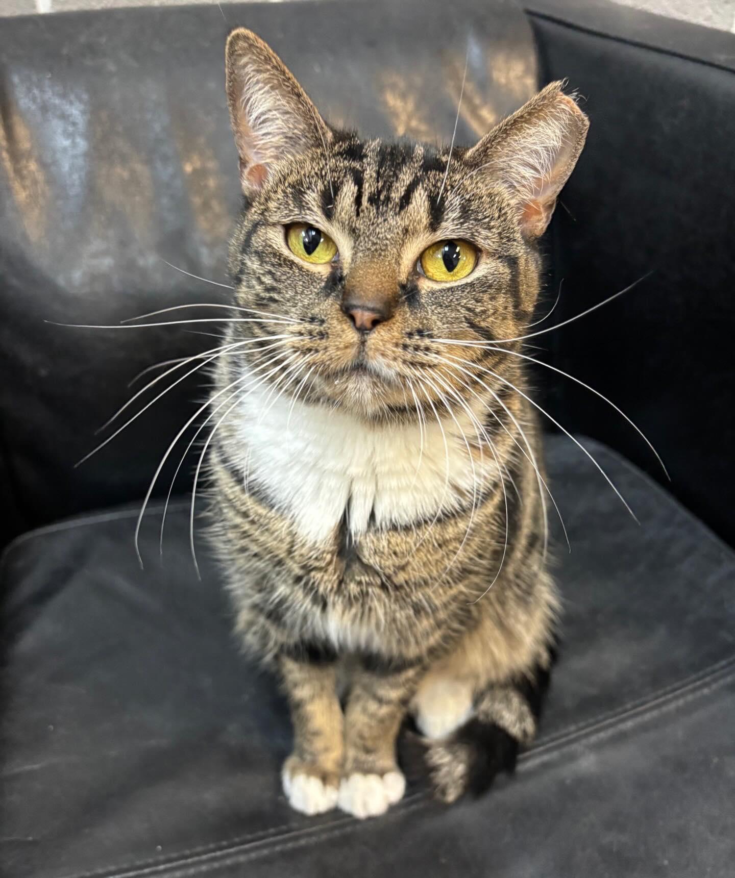 Brushy @ Fat Cat Cafe, ADOPTABLE, Young Female Domestic Short Hair.