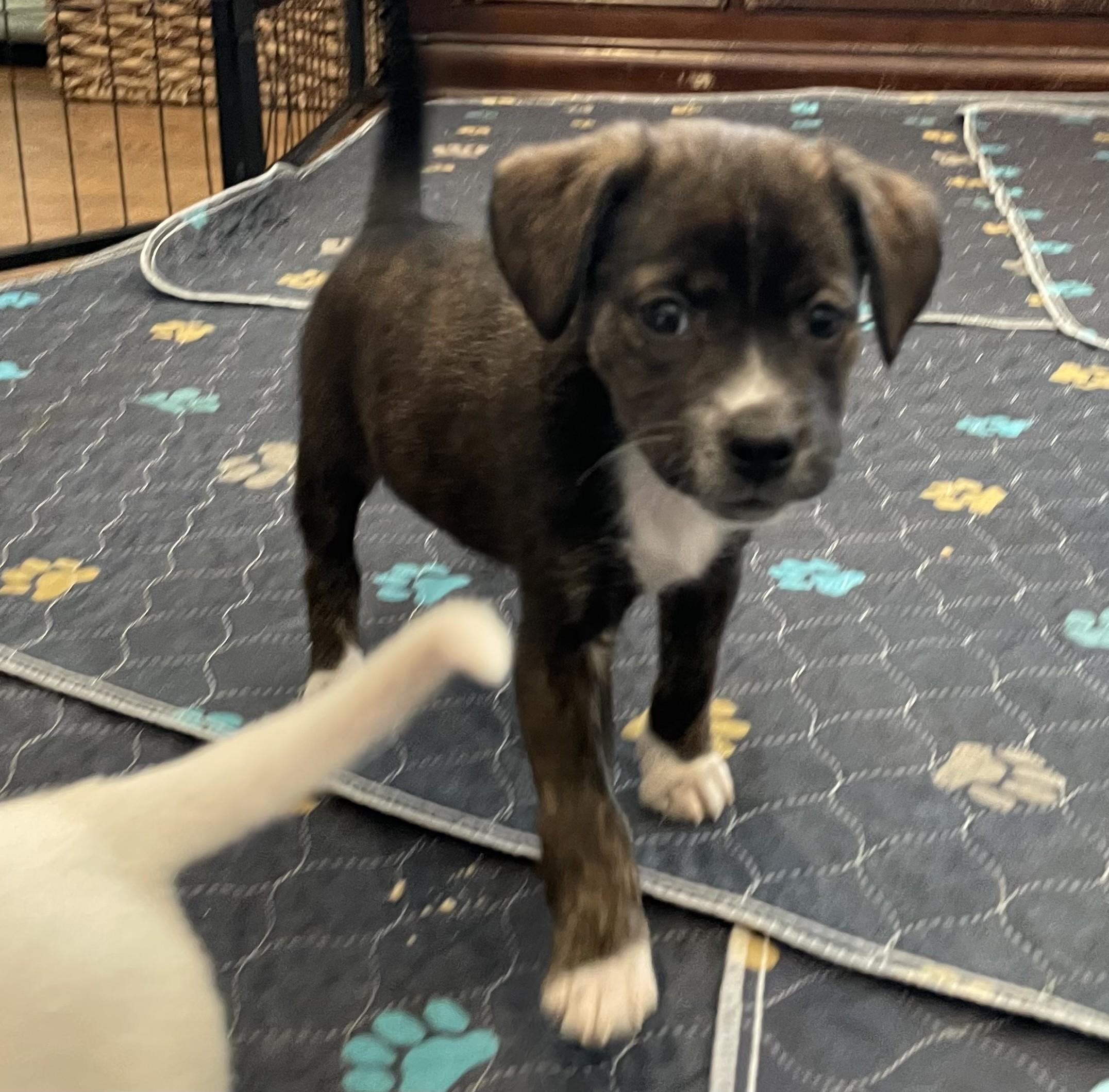 Zoey, ADOPTABLE, Puppy Female Beagle & Labrador Retriever.