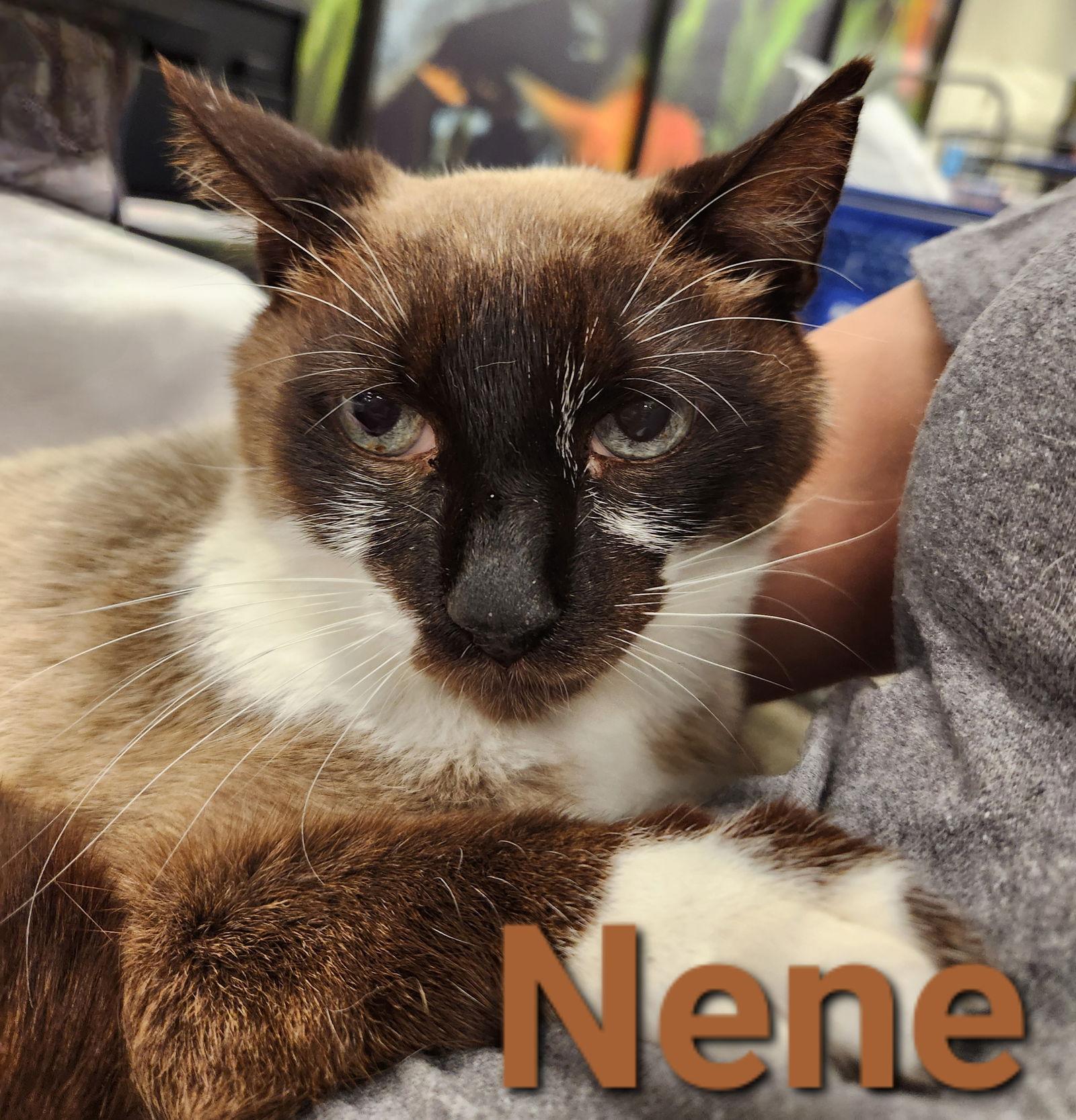 Nene, Adoptable, Senior Male Snowshoe & Domestic Short Hair.