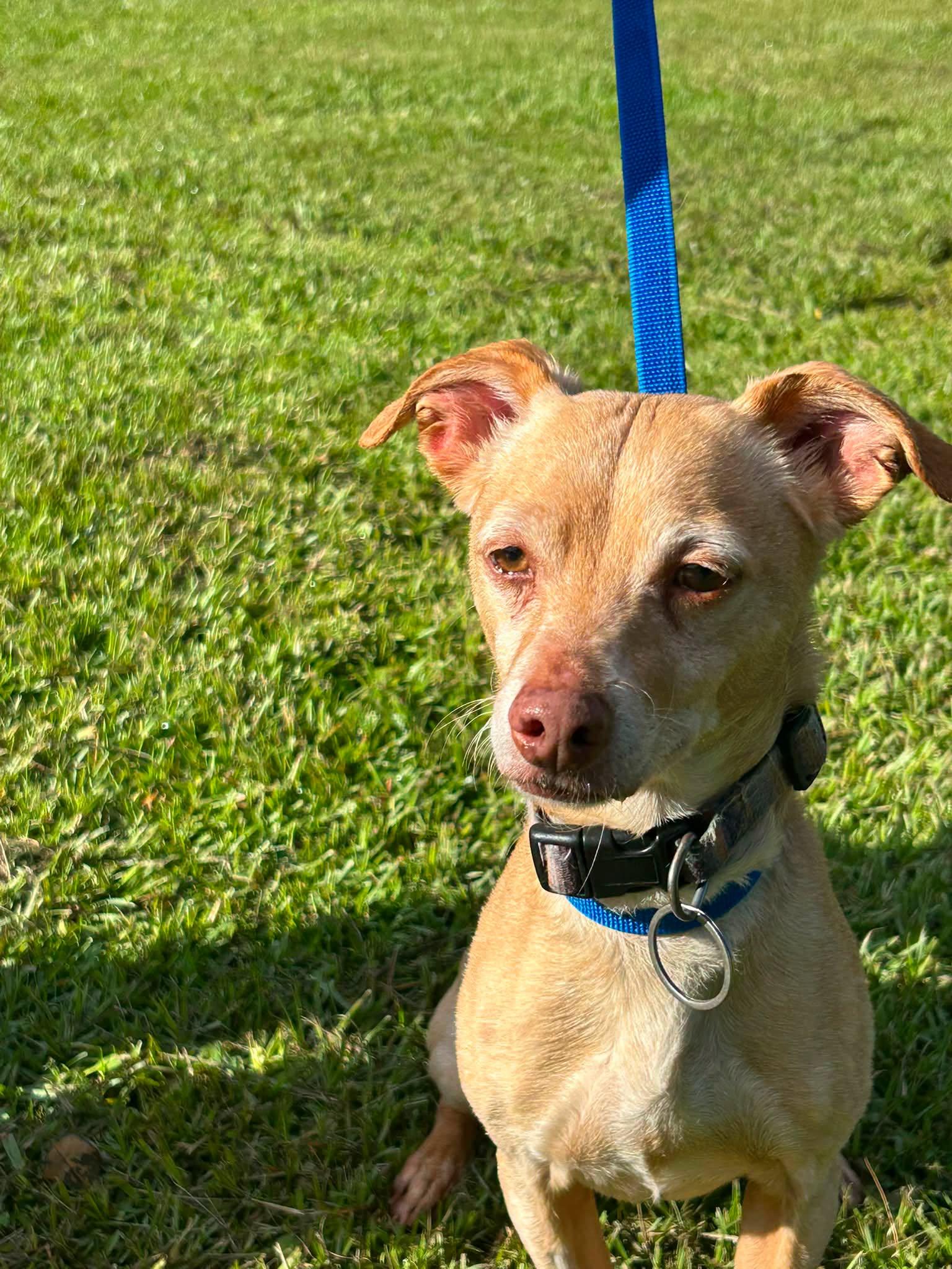 Enlarge jR, an adopted mixed breed in Prichard, AL image 1/1