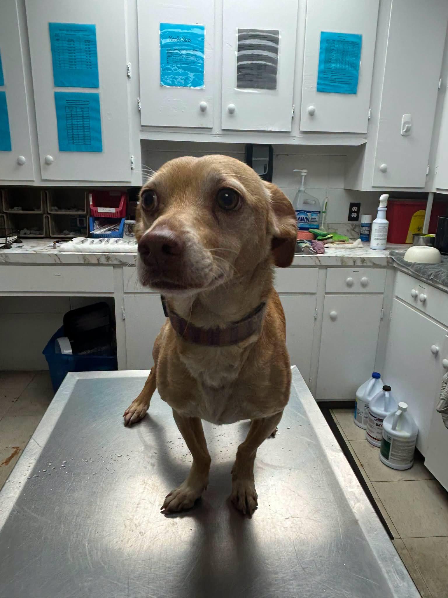 Enlarge jR, a ADOPTABLE mixed breed in Prichard, AL image 1/1
