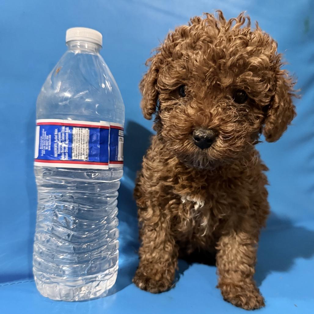Elmo, ADOPTABLE, Puppy Female Miniature Poodle.