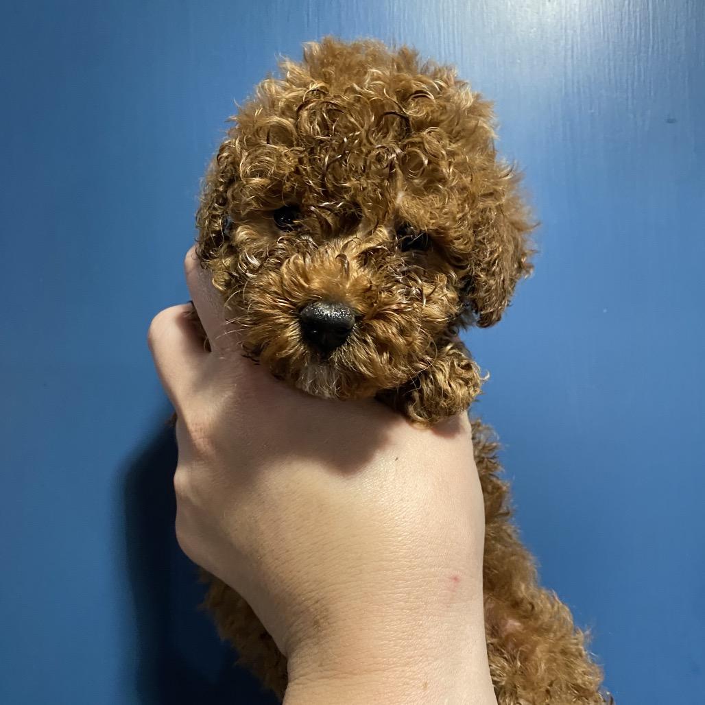Enlarge Elmo, a ADOPTABLE mixed breed in Chester Springs, PA image 2/3
