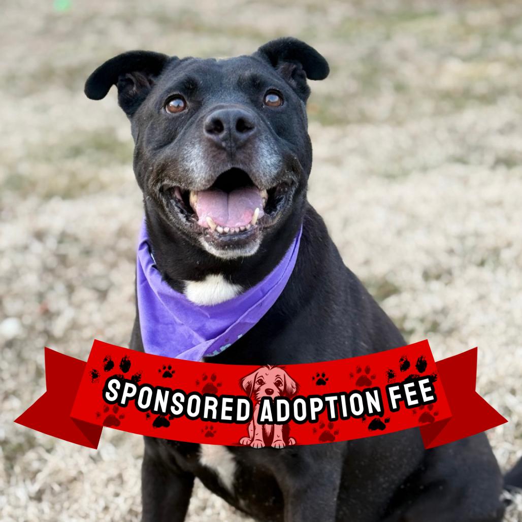 Enlarge Axel, a Adoptable mixed breed in Ridgely, MD image 1/6