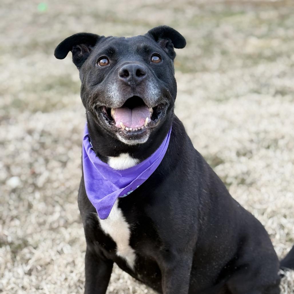 Enlarge Axel, a Adoptable mixed breed in Ridgely, MD image 2/6