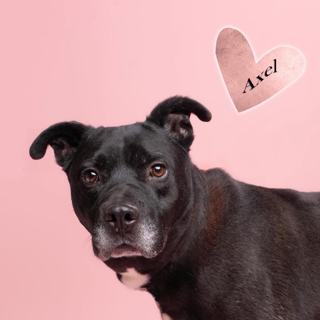 Enlarge Axel, a Adoptable mixed breed in Ridgely, MD image 4/6