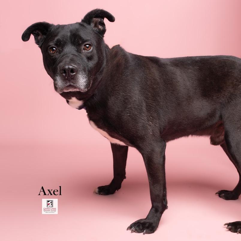 Enlarge Axel, a Adoptable mixed breed in Ridgely, MD image 5/6