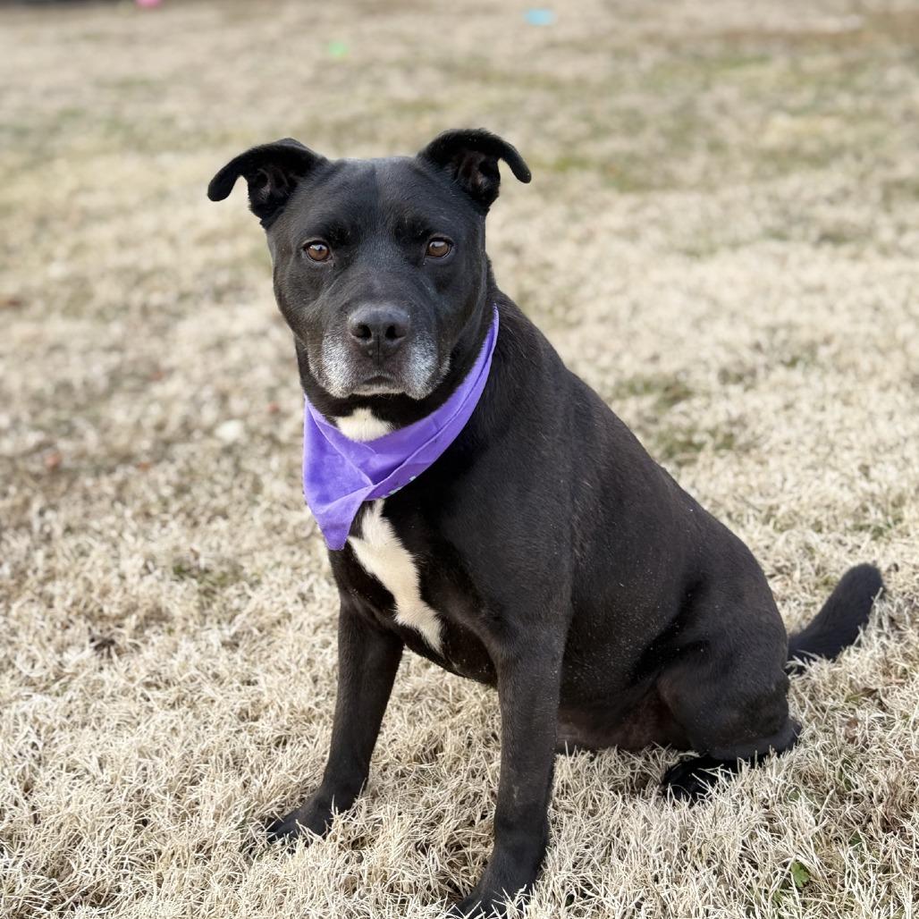 Enlarge Axel, a Adoptable mixed breed in Ridgely, MD image 6/6
