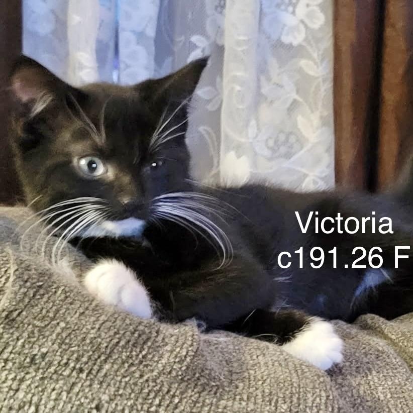 Foster Victoria, Adoptable, Kitten Female Domestic Short Hair.