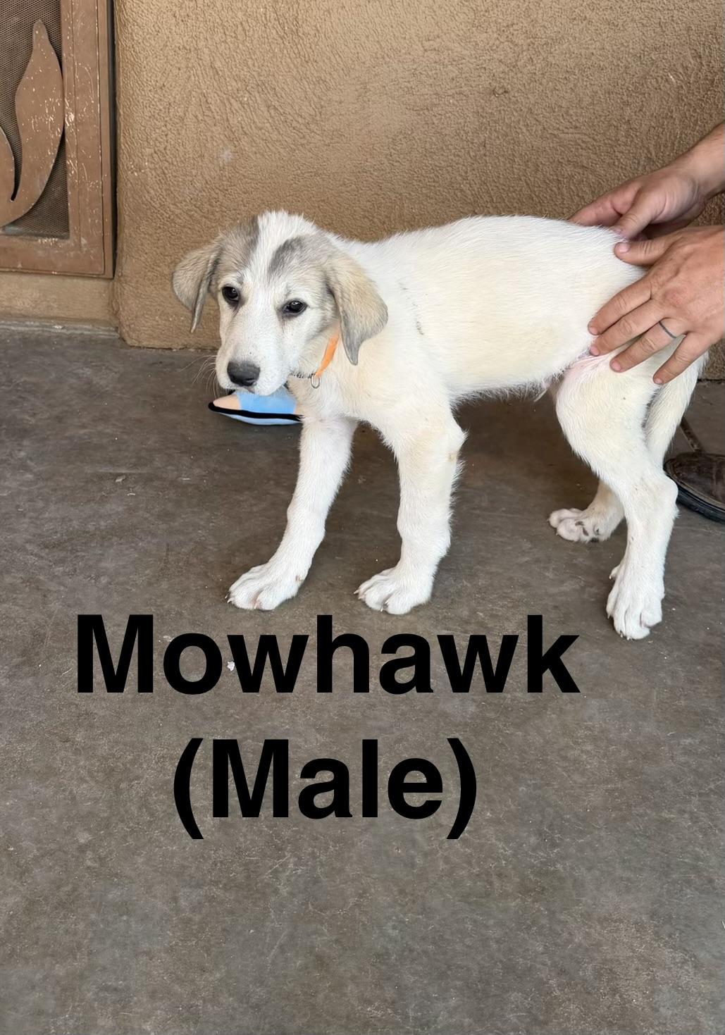 Mohawk, Adoptable, Young Male Great Pyrenees.