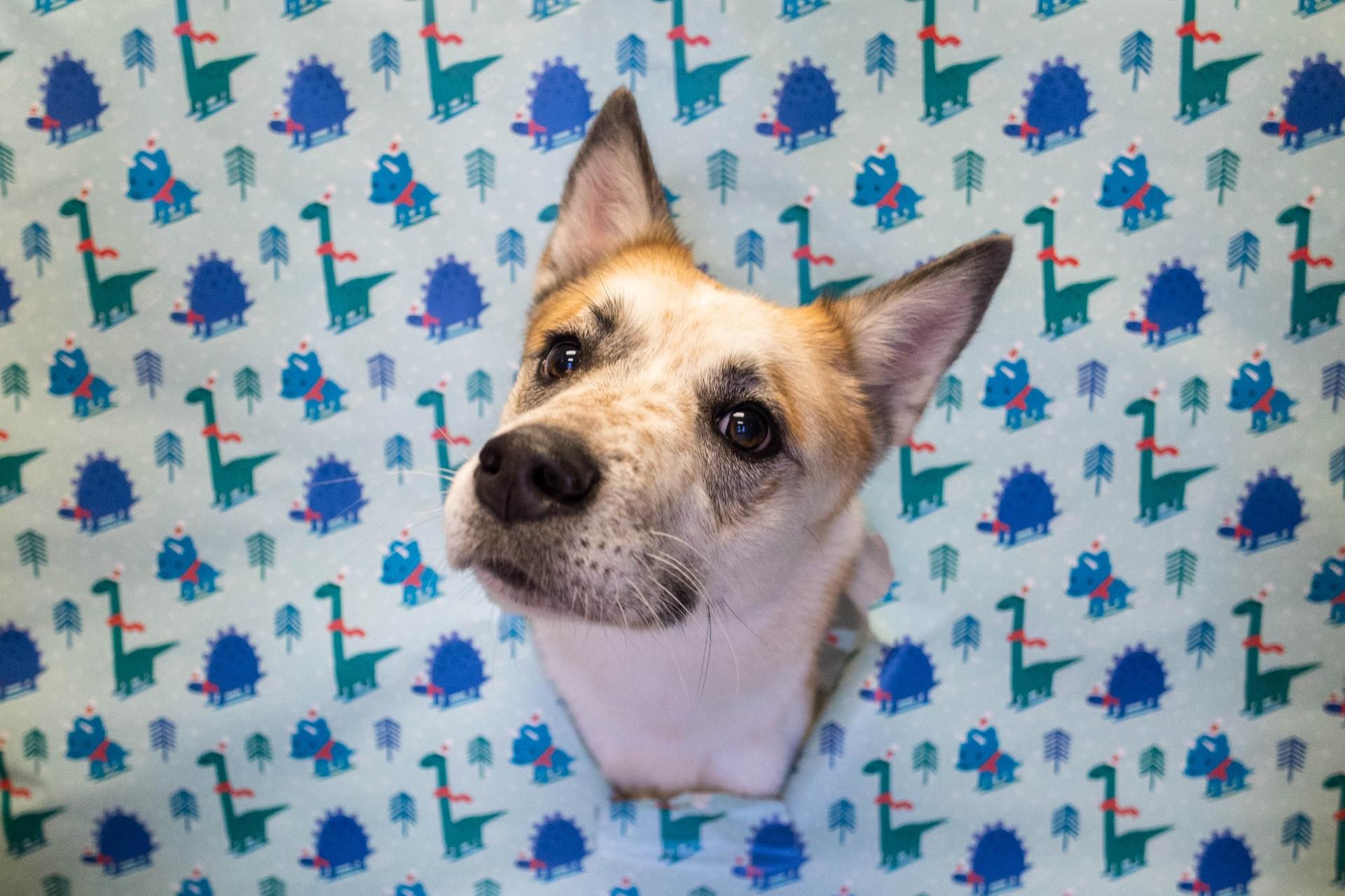 Enlarge Frodo, a Adoptable mixed breed in Allen, TX image 2/6