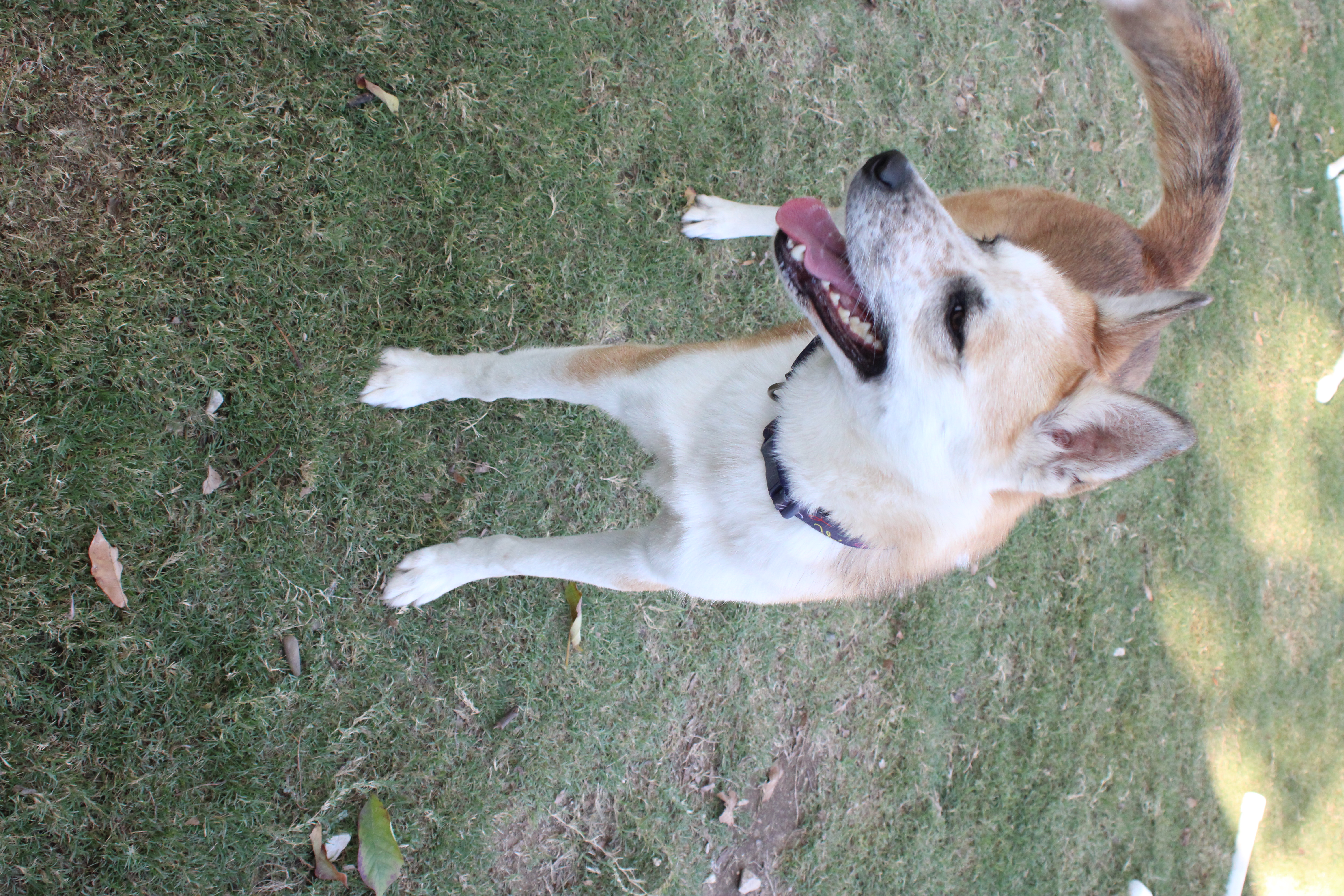 Frodo, a Adoptable mixed breed in Allen, TX image 3/6