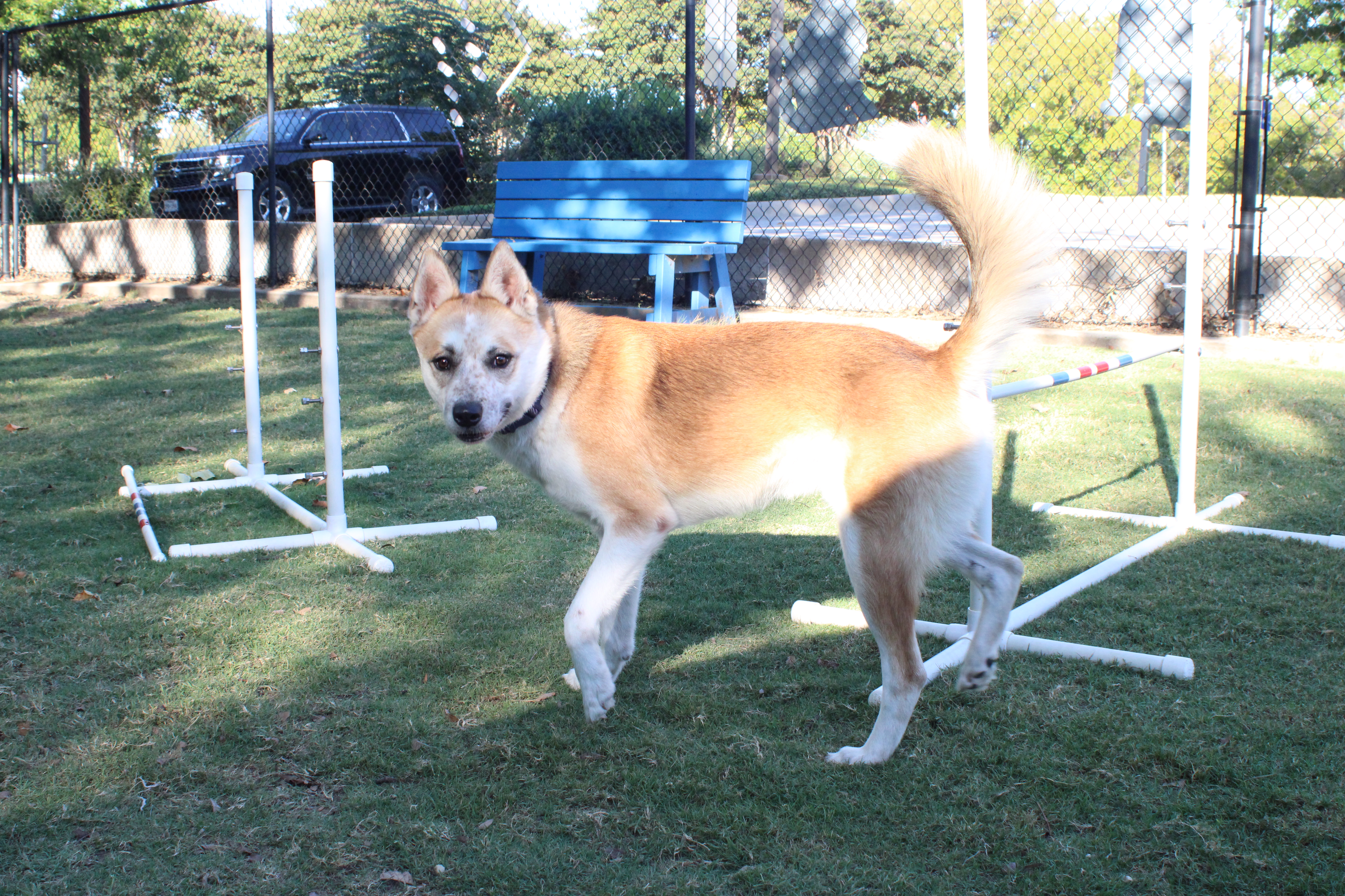 Frodo, a Adoptable mixed breed in Allen, TX image 4/6