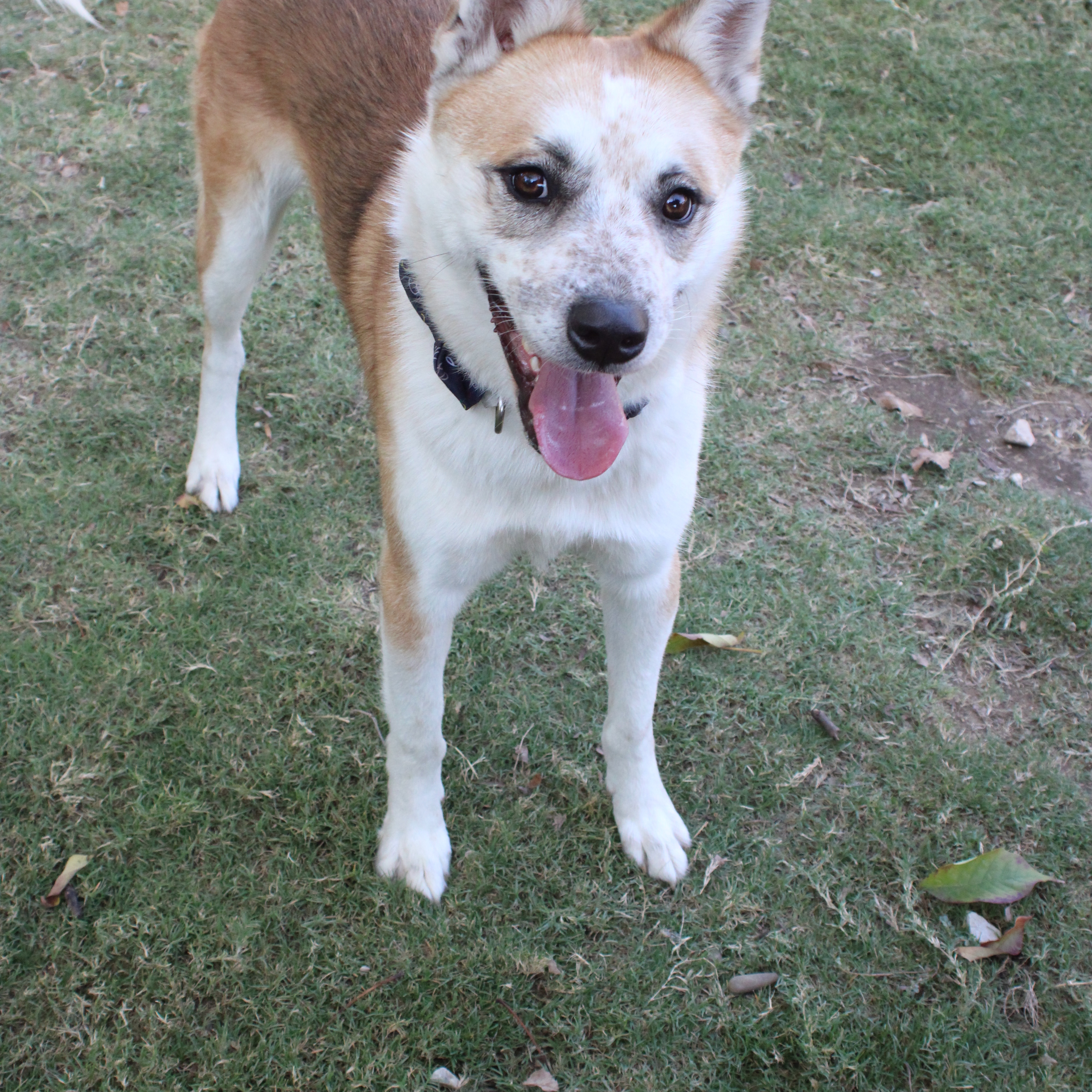 Frodo, a Adoptable mixed breed in Allen, TX image 5/6