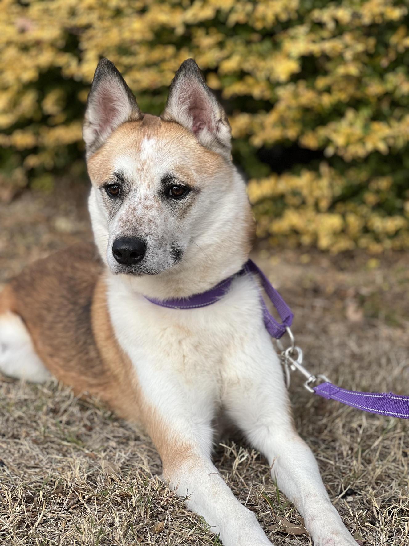 Enlarge Frodo, a Adoptable mixed breed in Allen, TX image 2/6